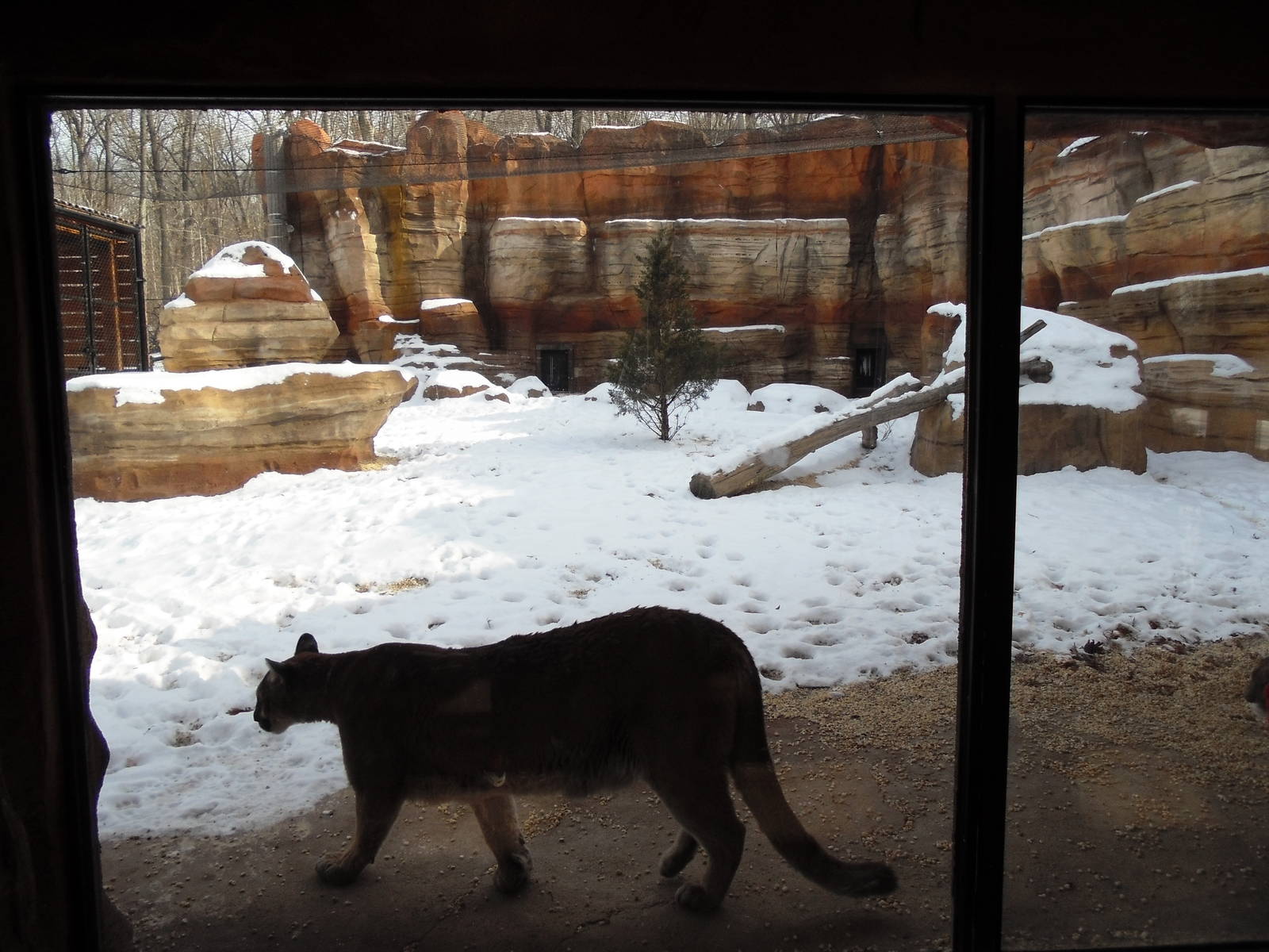 Big Cat Country - Cougar Exhibit