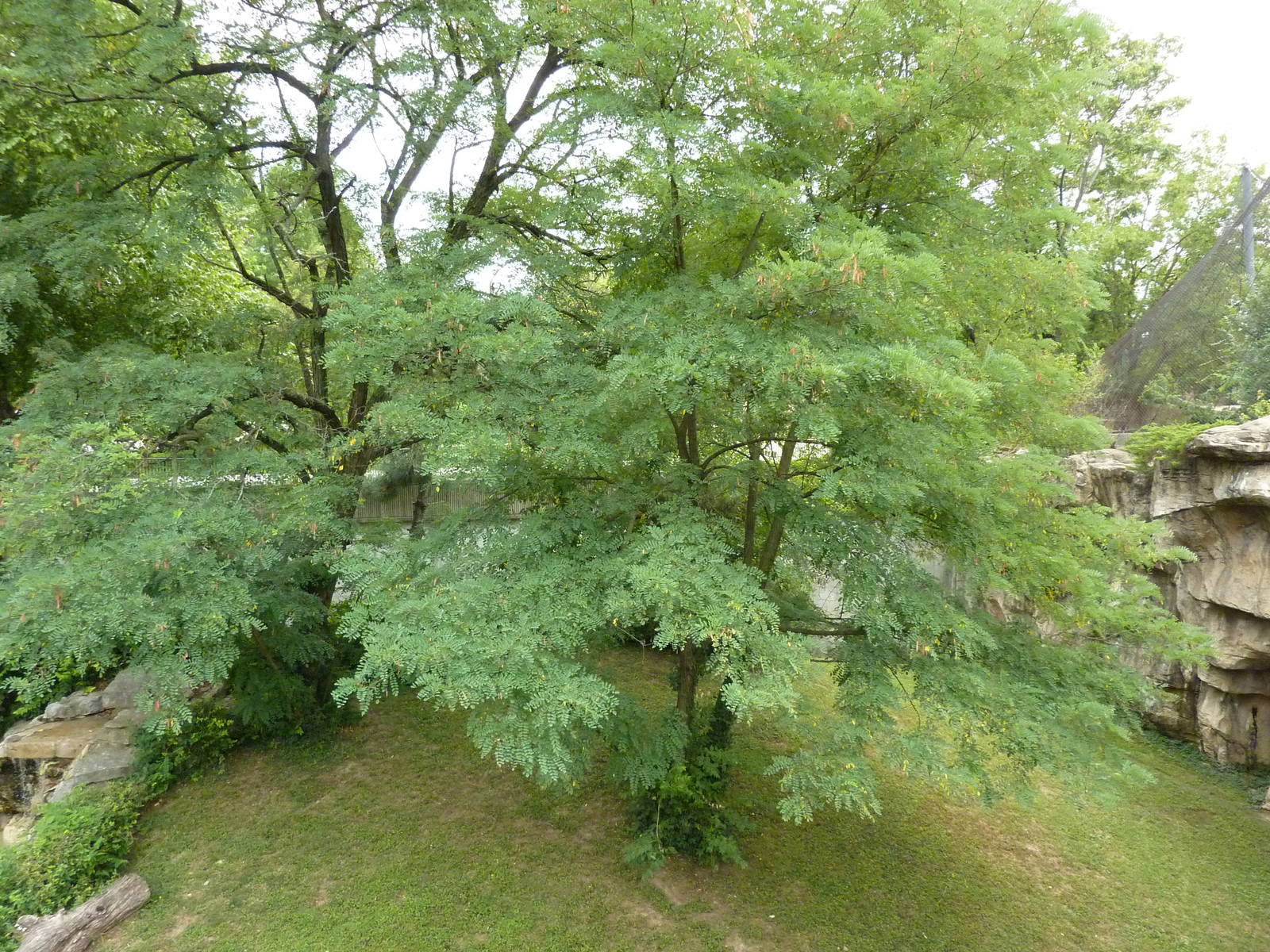 Big Cat Country - Jaguar Exhibit