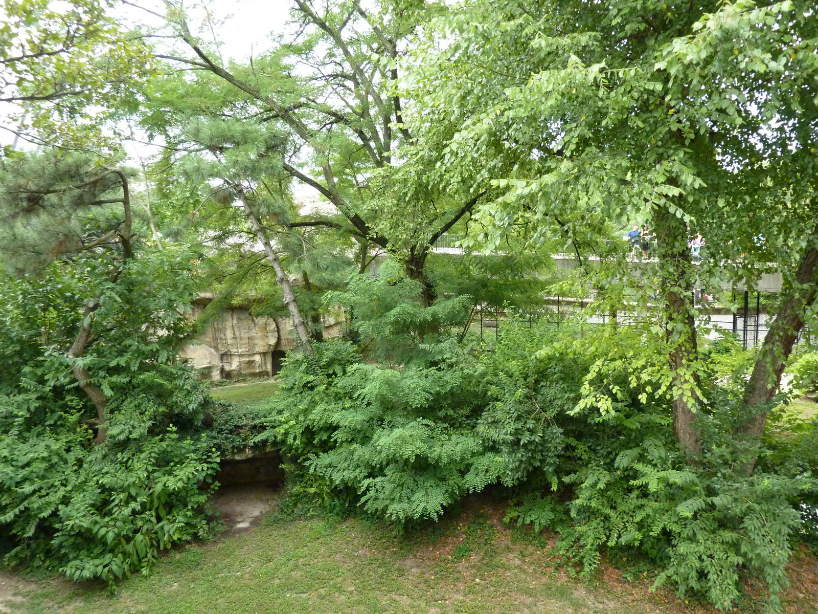 Big Cat Country - Jaguar Exhibit