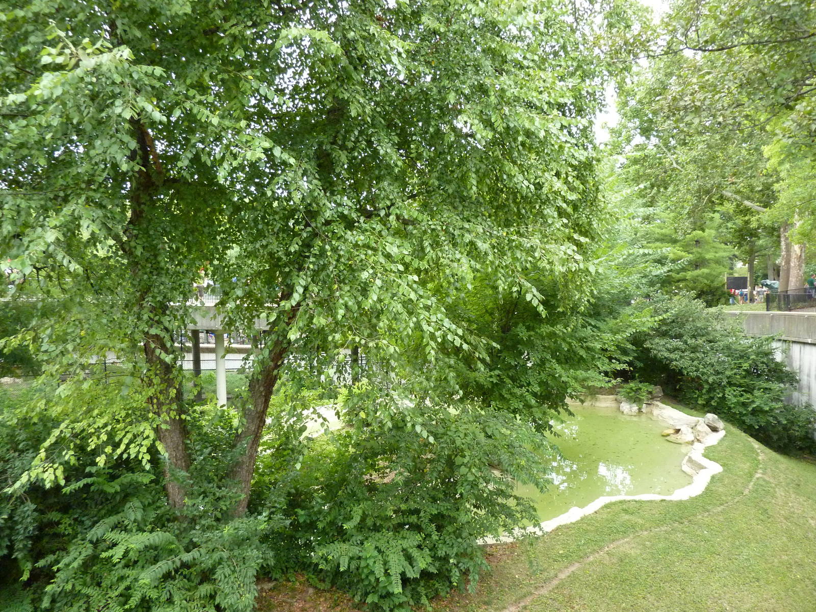 Big Cat Country - Jaguar Exhibit