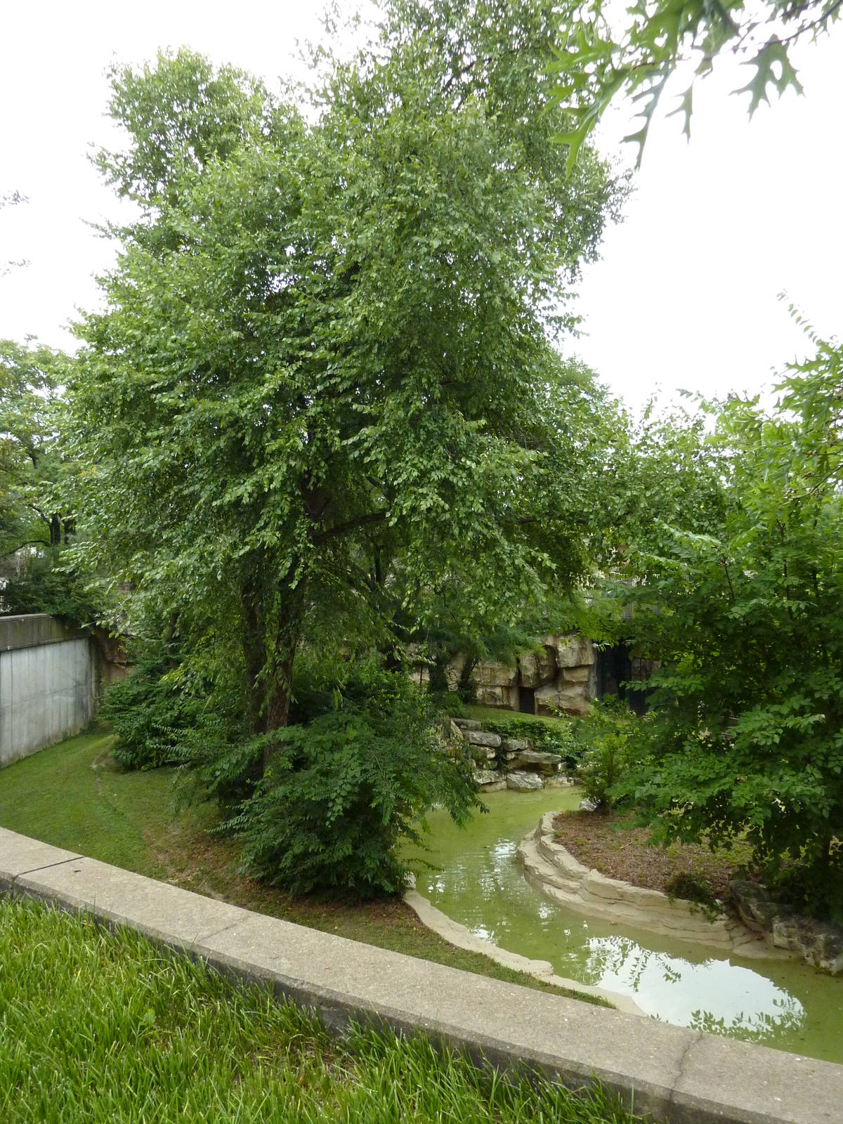 Big Cat Country - Jaguar Exhibit