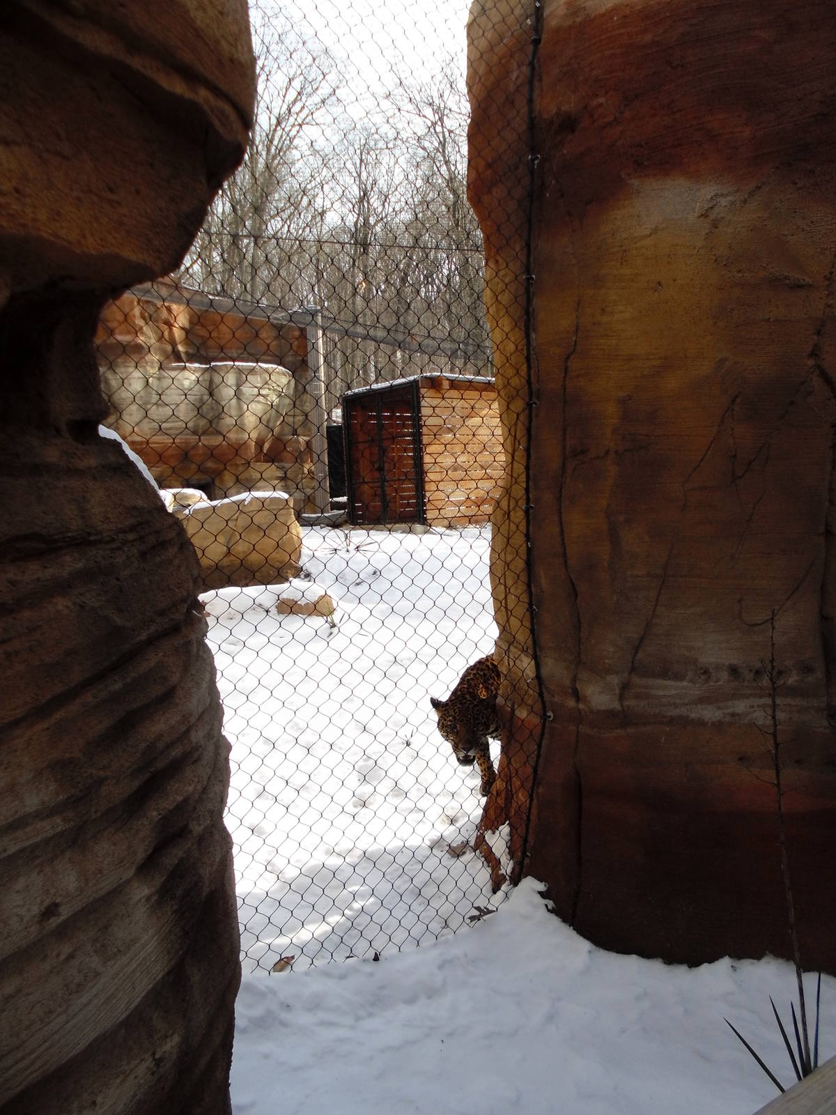 Big Cat Country - Jaguar Exhibit
