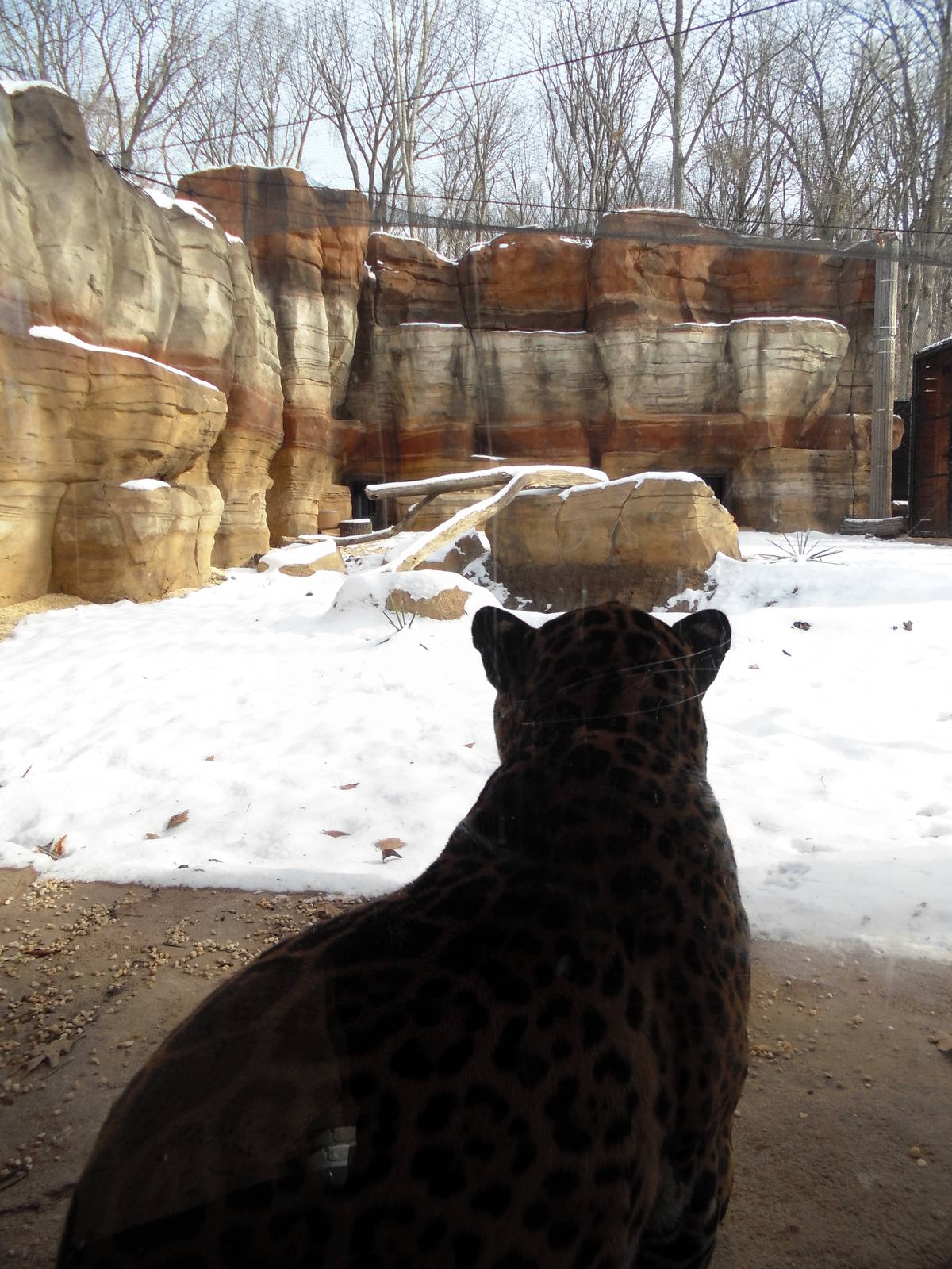 Big Cat Country - Jaguar Exhibit