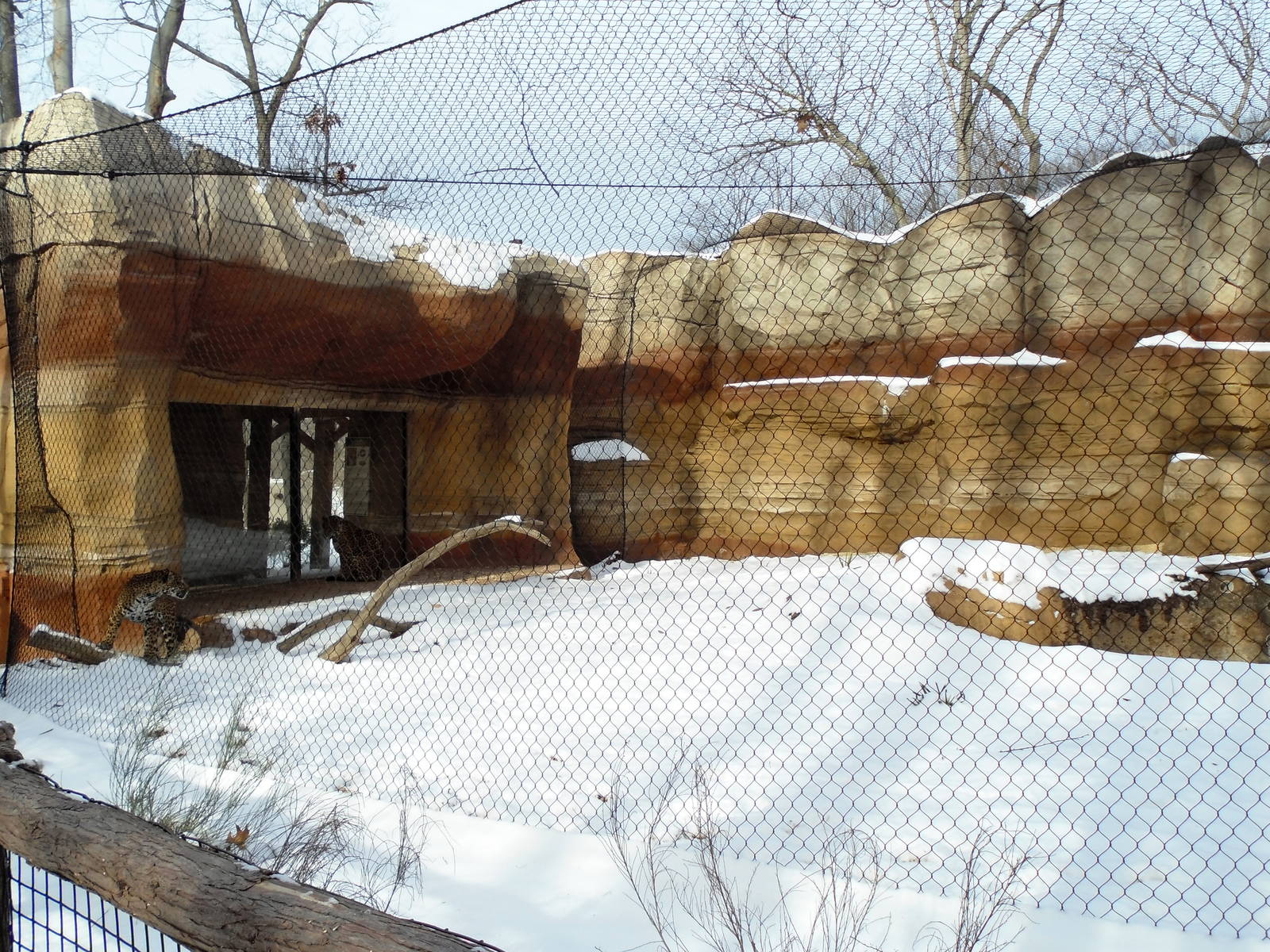Big Cat Country - Jaguar Exhibit