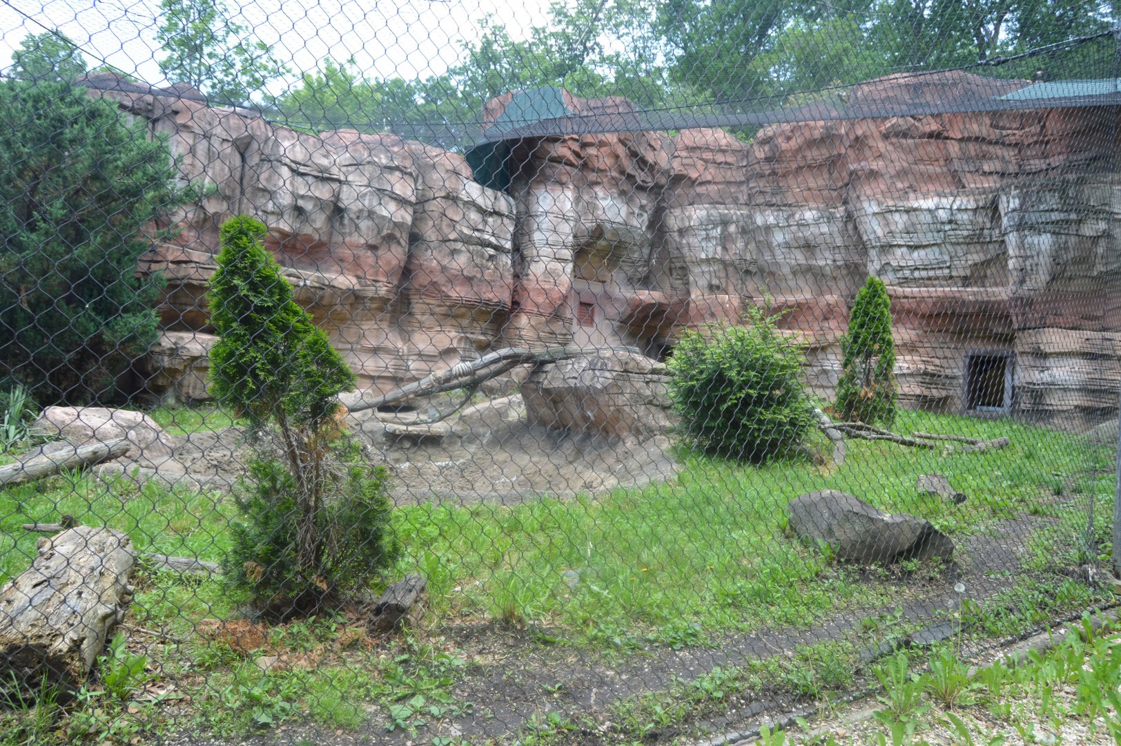Big Cat Country - Jaguar (Panthera onca) Exhibit