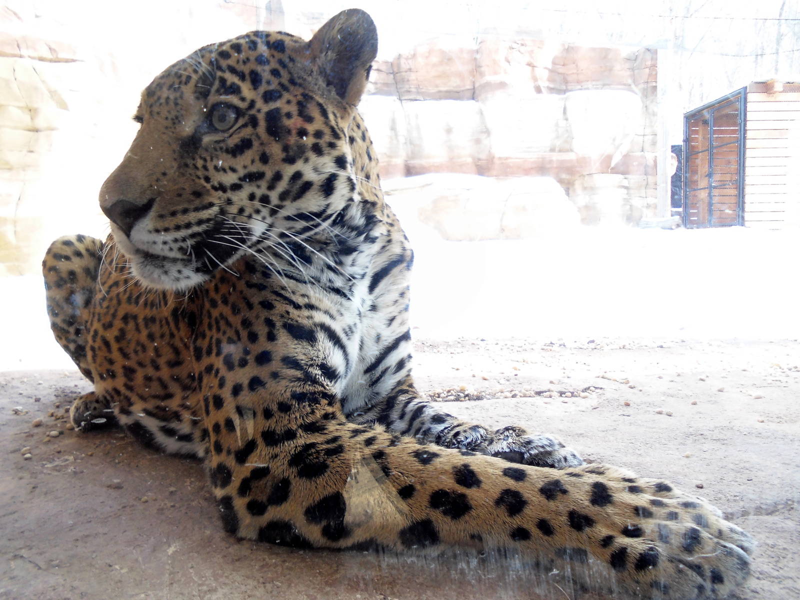 Big Cat Country - Jaguar