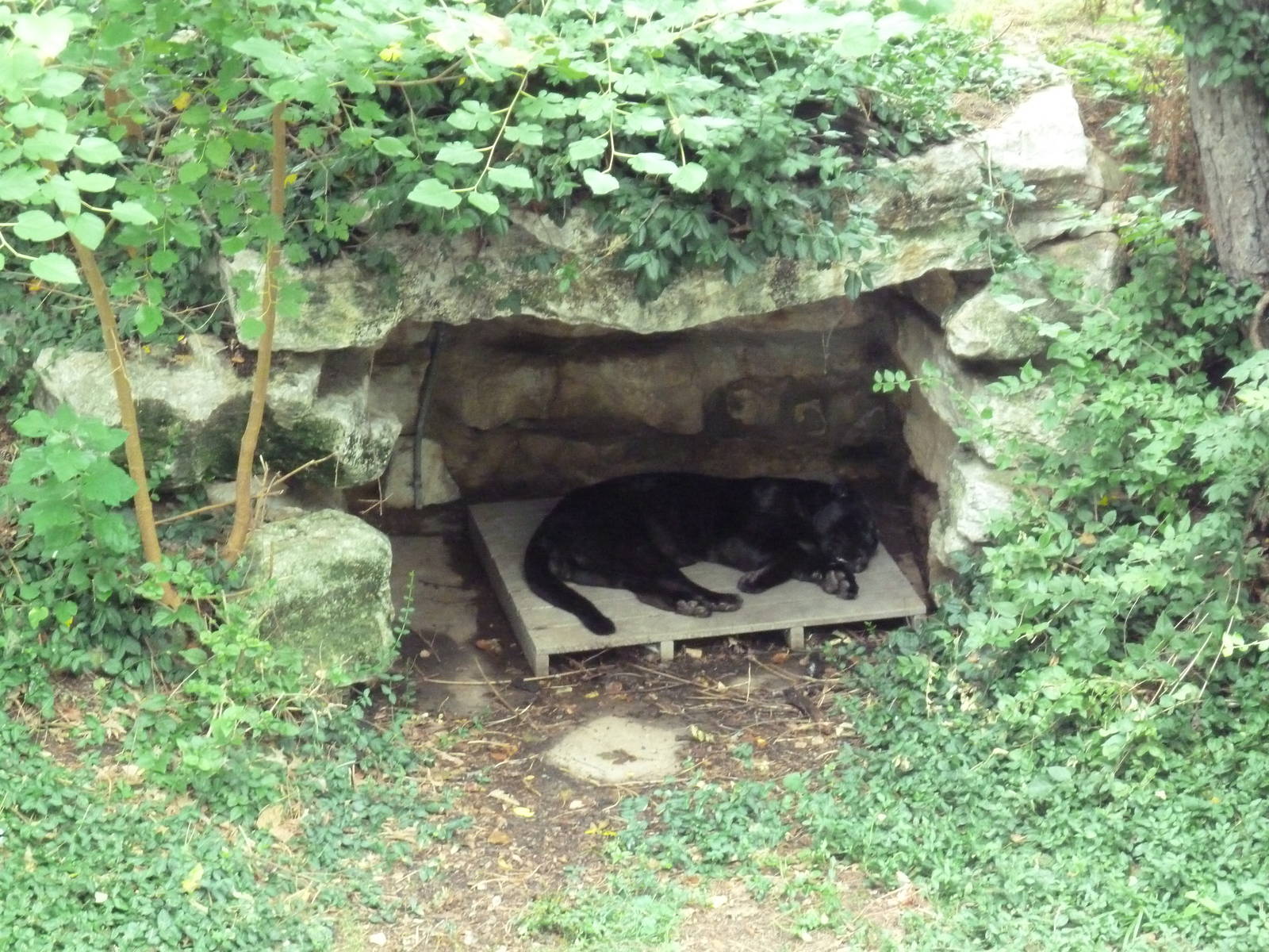 Big Cat Country - Jaguar