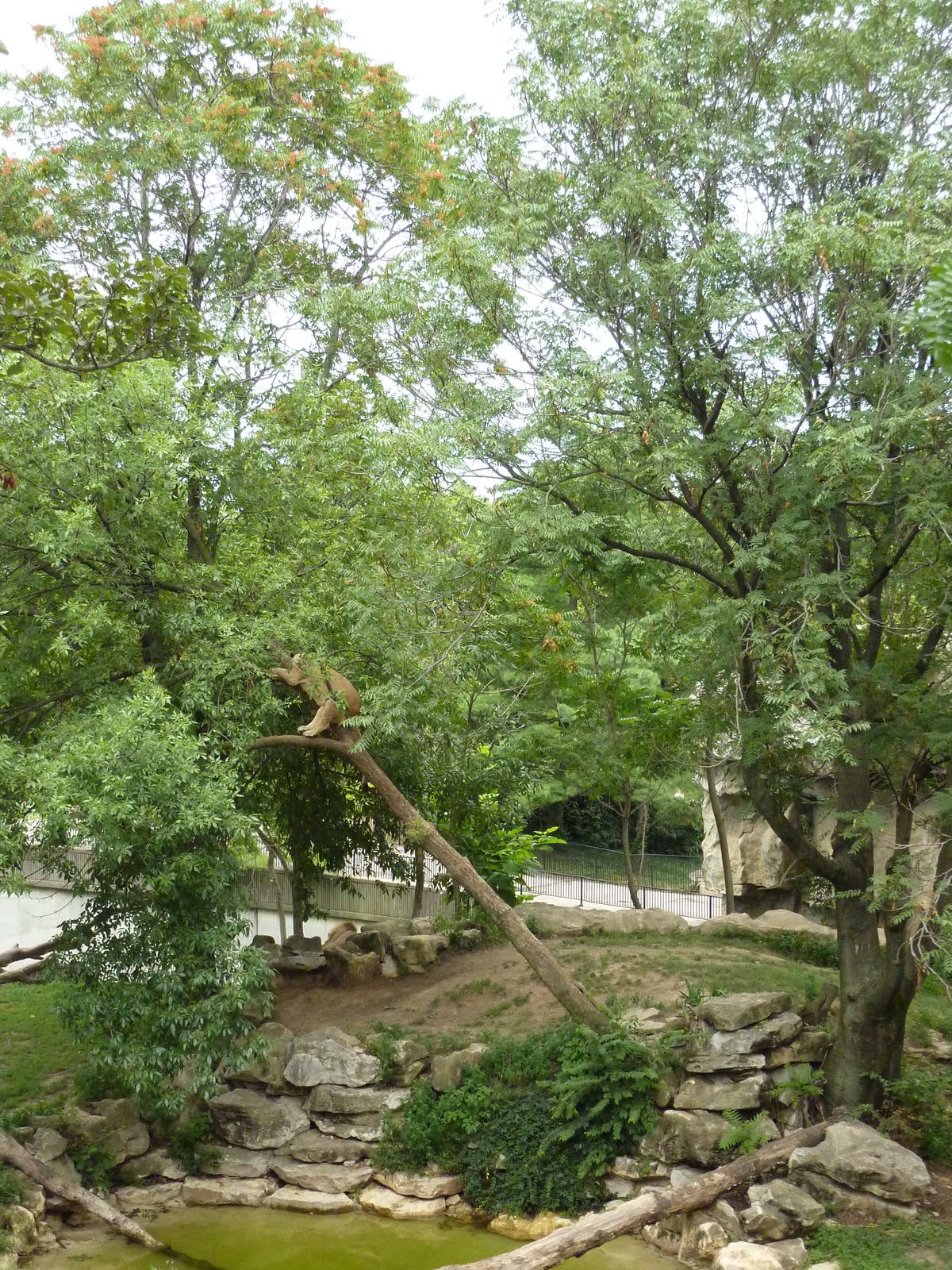 Big Cat Country - Lion Exhibit - See Lion In Tree?