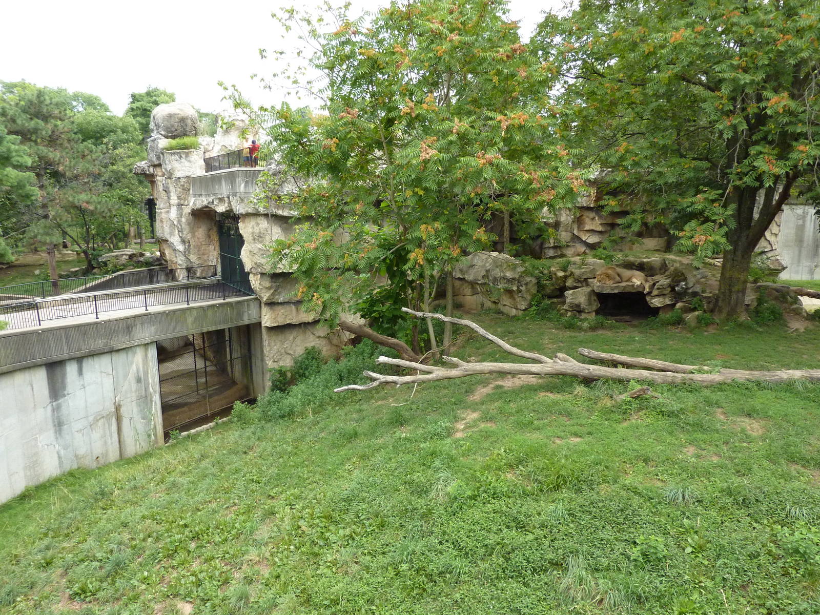 Big Cat Country - Lion Exhibit
