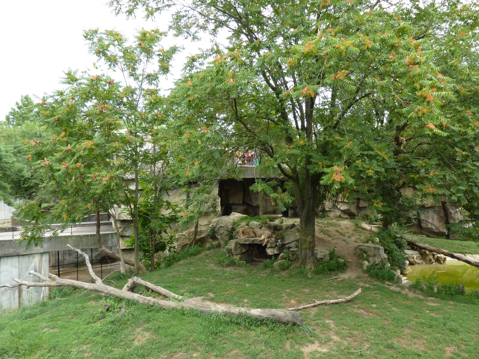Big Cat Country - Lion Exhibit