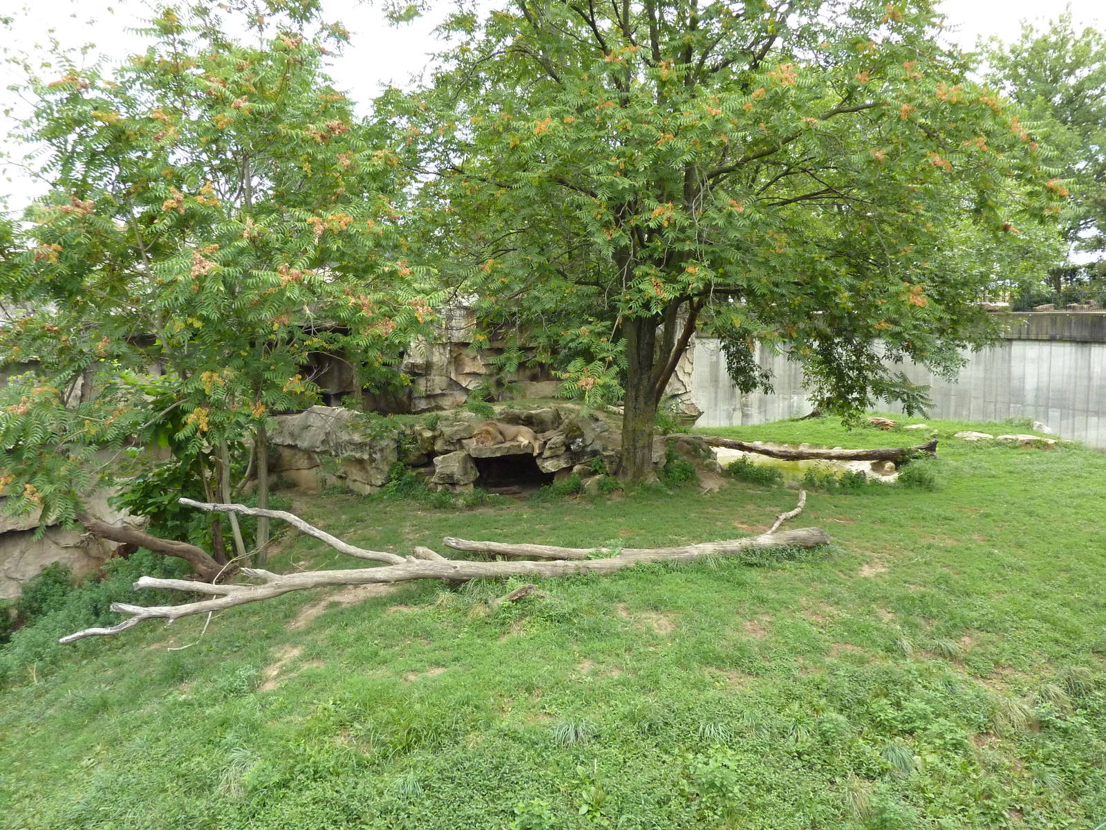 Big Cat Country - Lion Exhibit