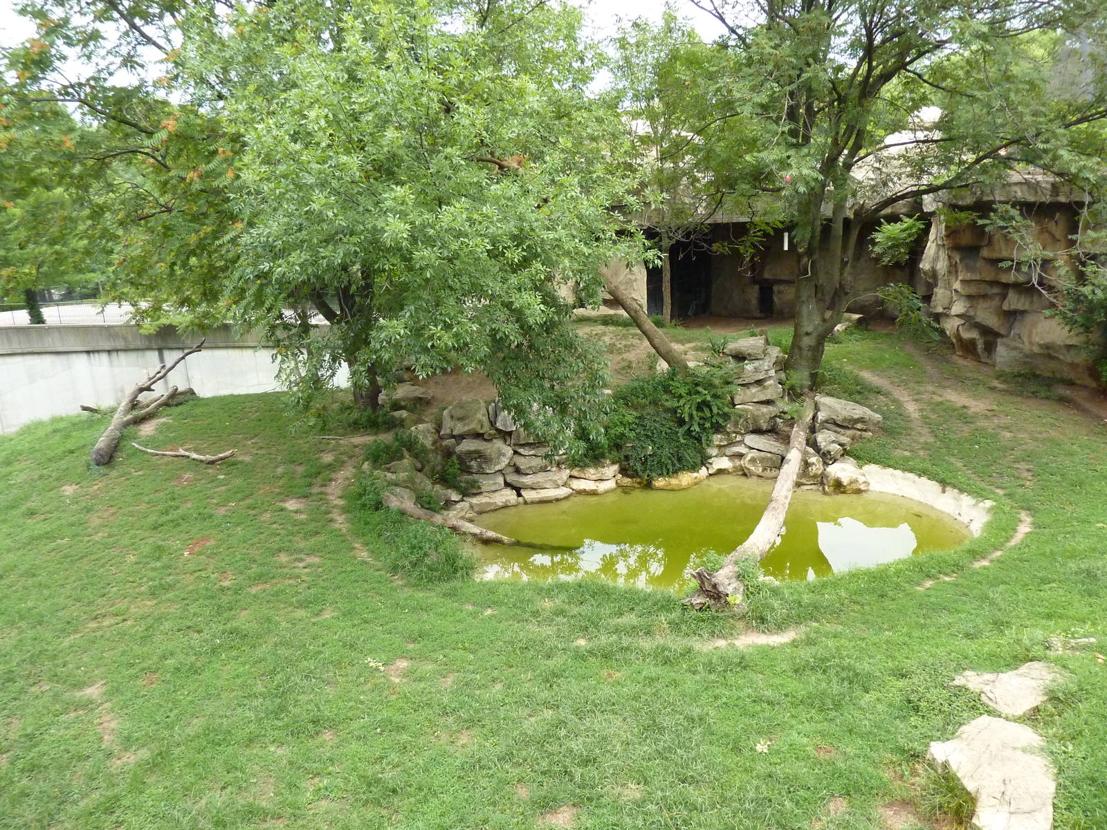 Big Cat Country - Lion Exhibit