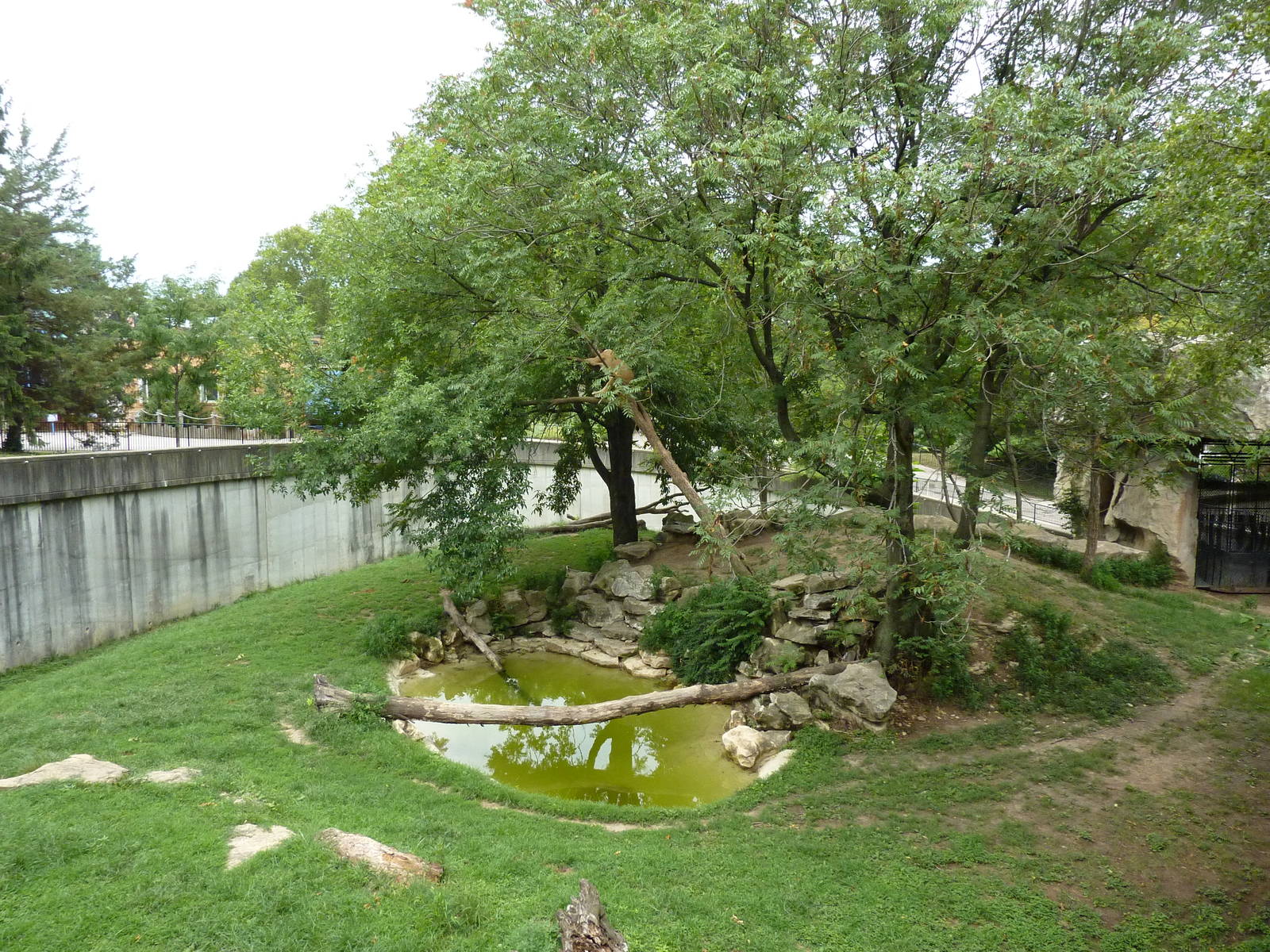 Big Cat Country - Lion Exhibit
