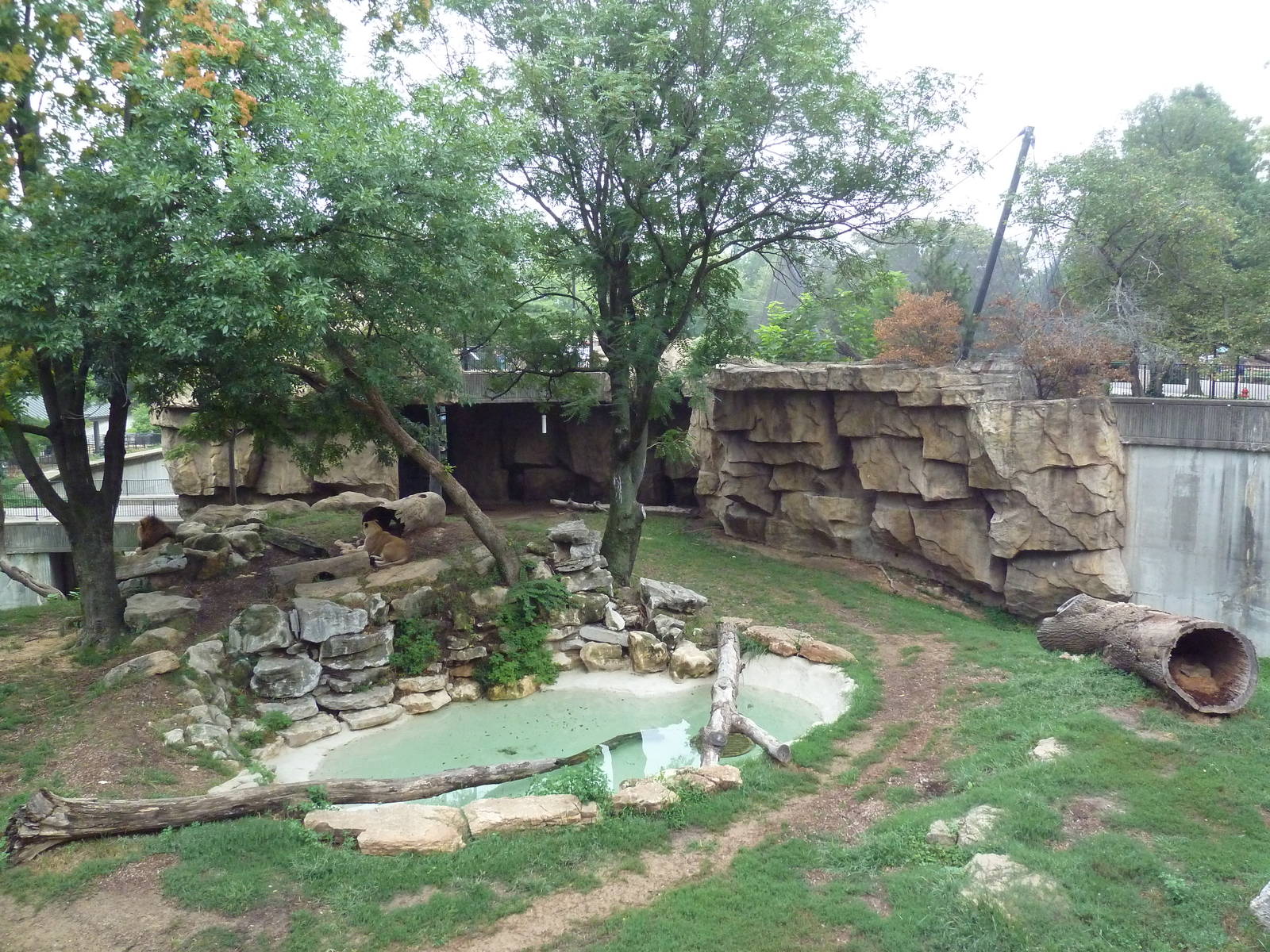 Big Cat Country - Lion Exhibit