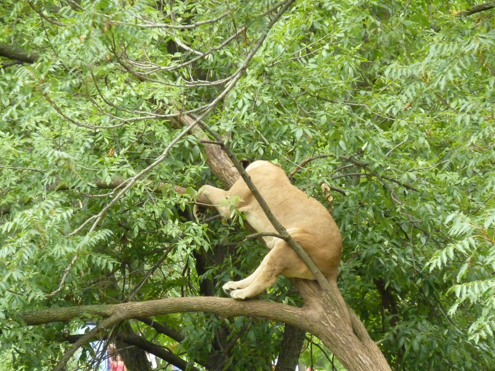 Big Cat Country - Lion In Tree