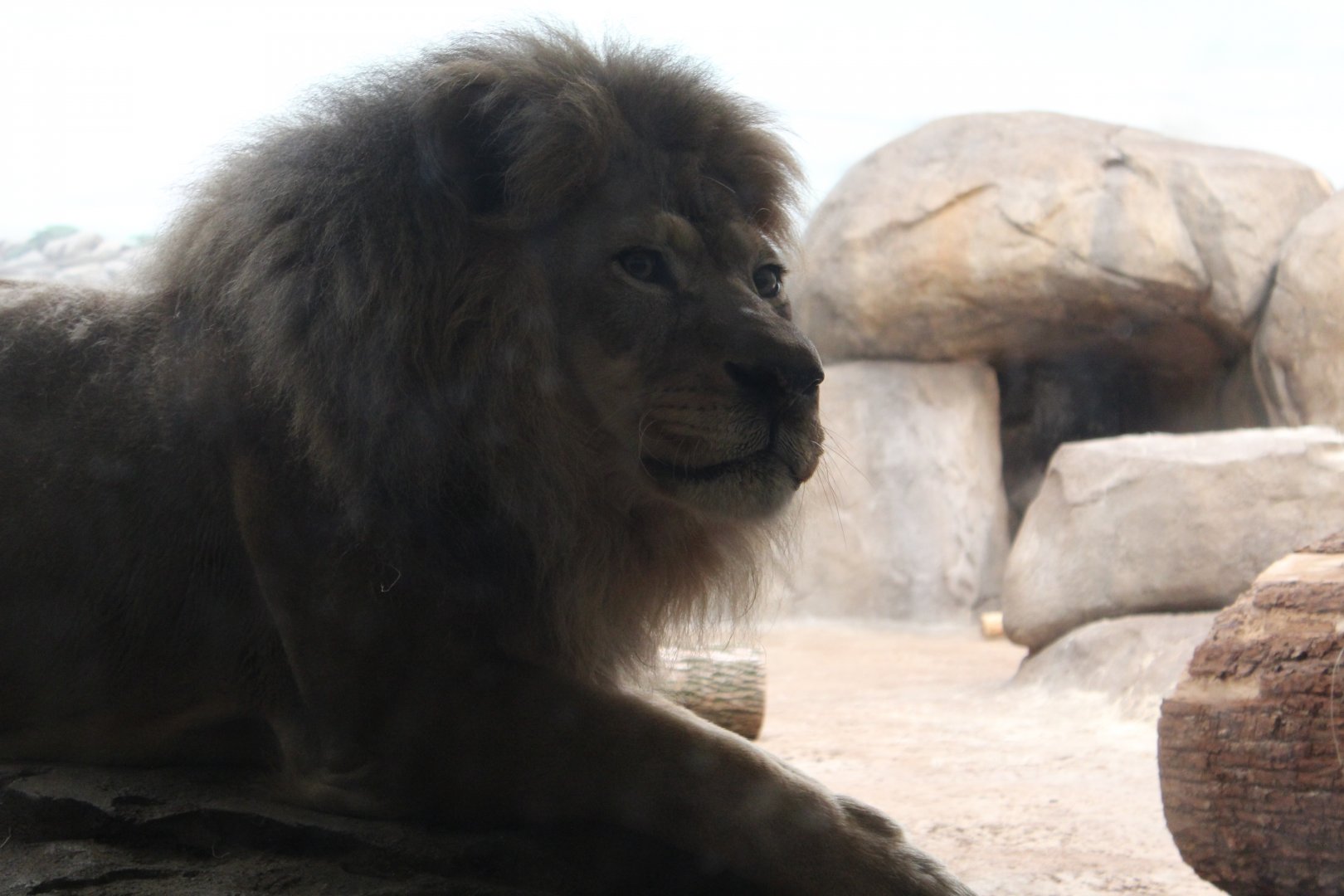 Big Cat Country - Lion Up Close