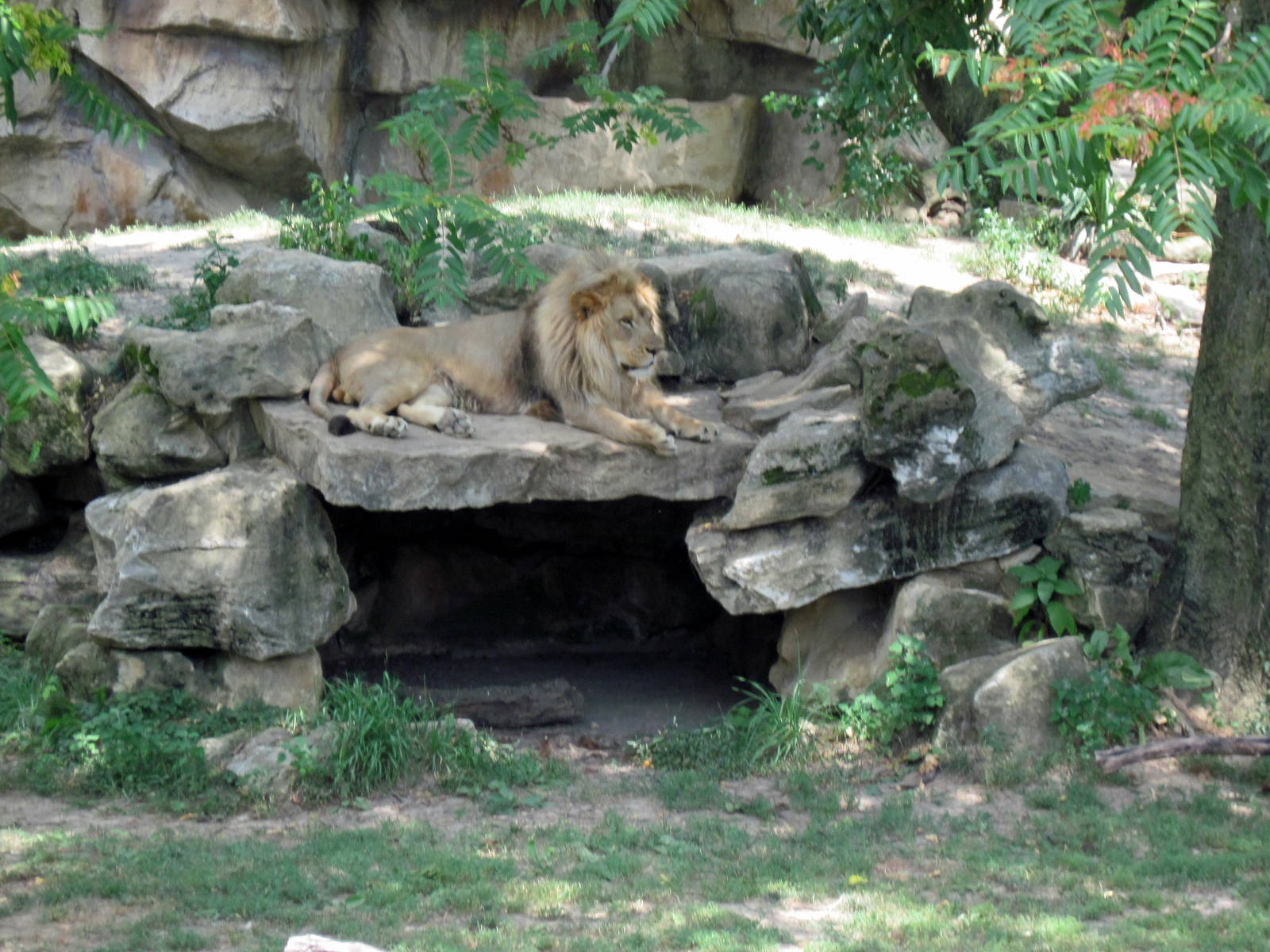 Big Cat Country-Lion