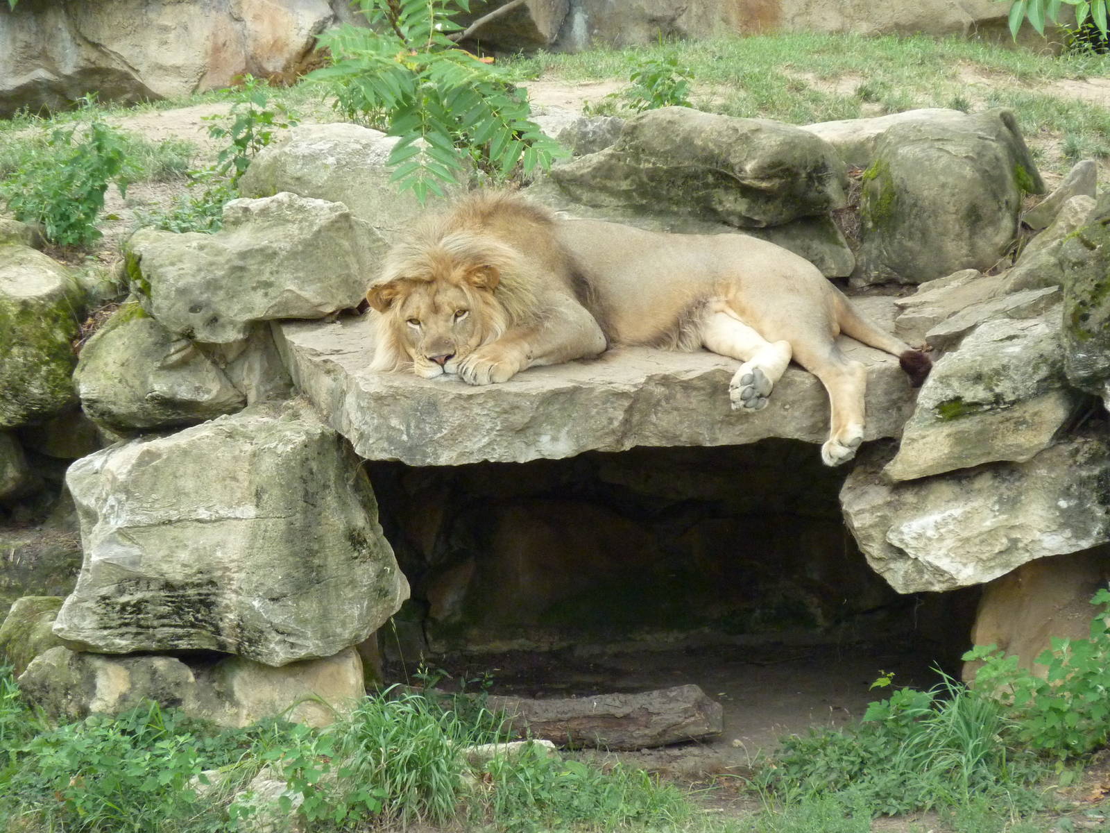 Big Cat Country - Lion