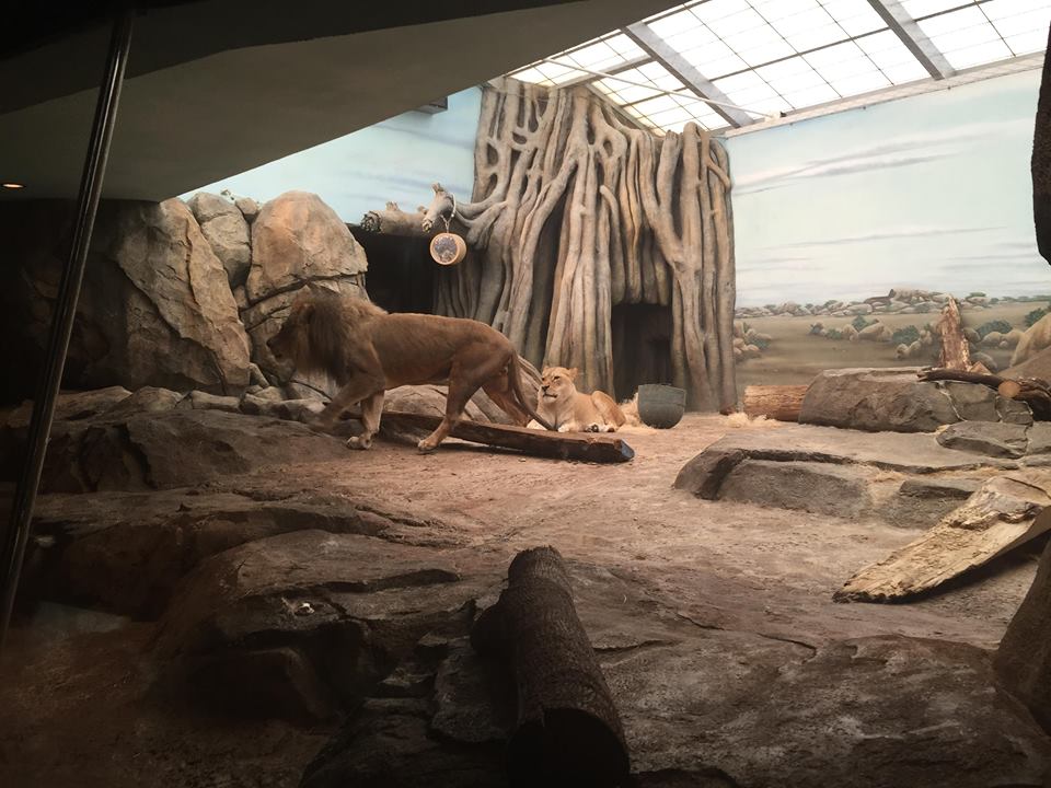 Big Cat Country- Lion