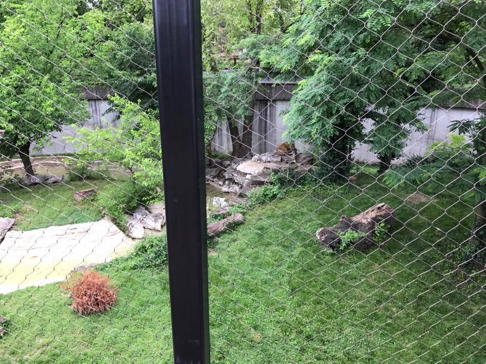 Big Cat Country- Lion