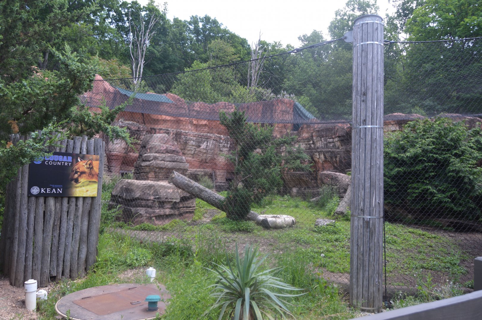 Big Cat Country - Mountain Lion (Puma concolor) Exhibit