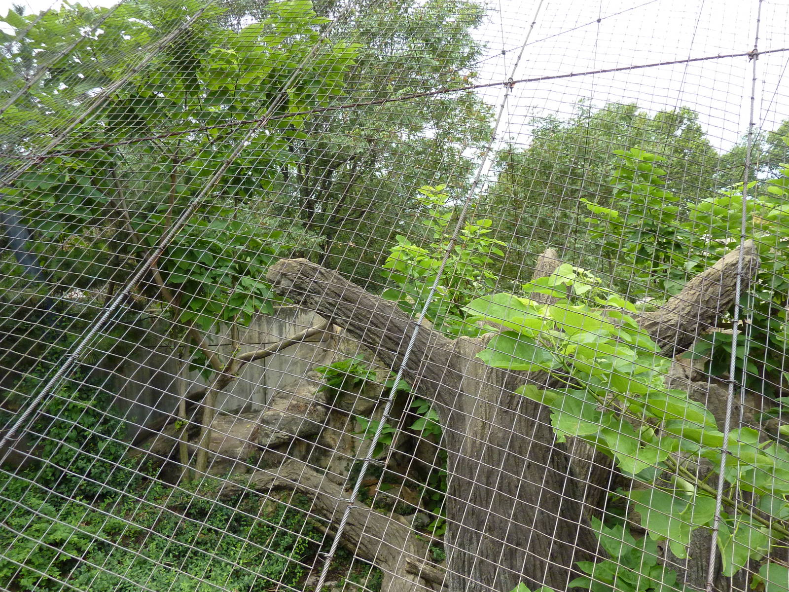 Big Cat Country - Snow Leopard Exhibit
