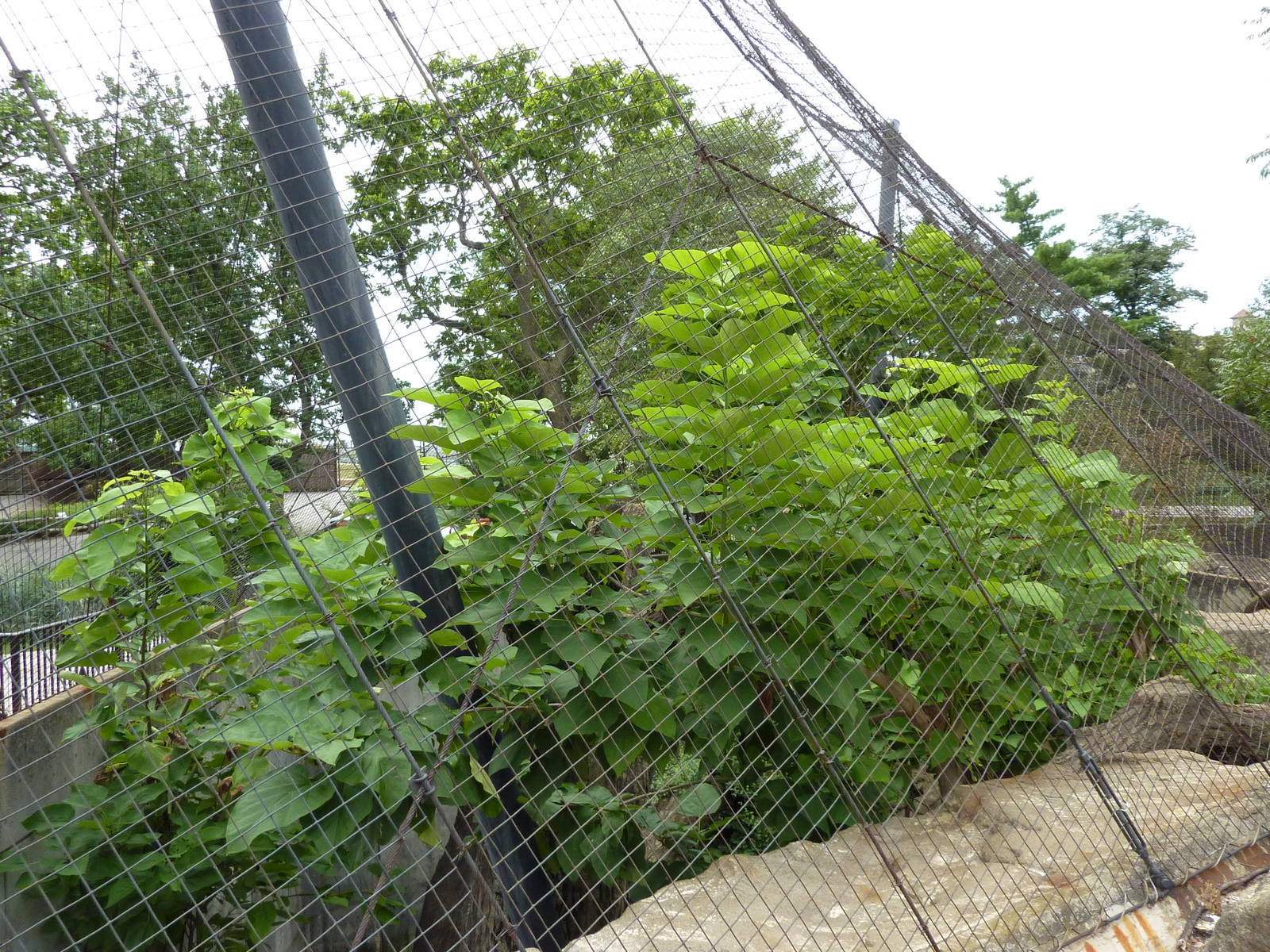 Big Cat Country - Snow Leopard Exhibit
