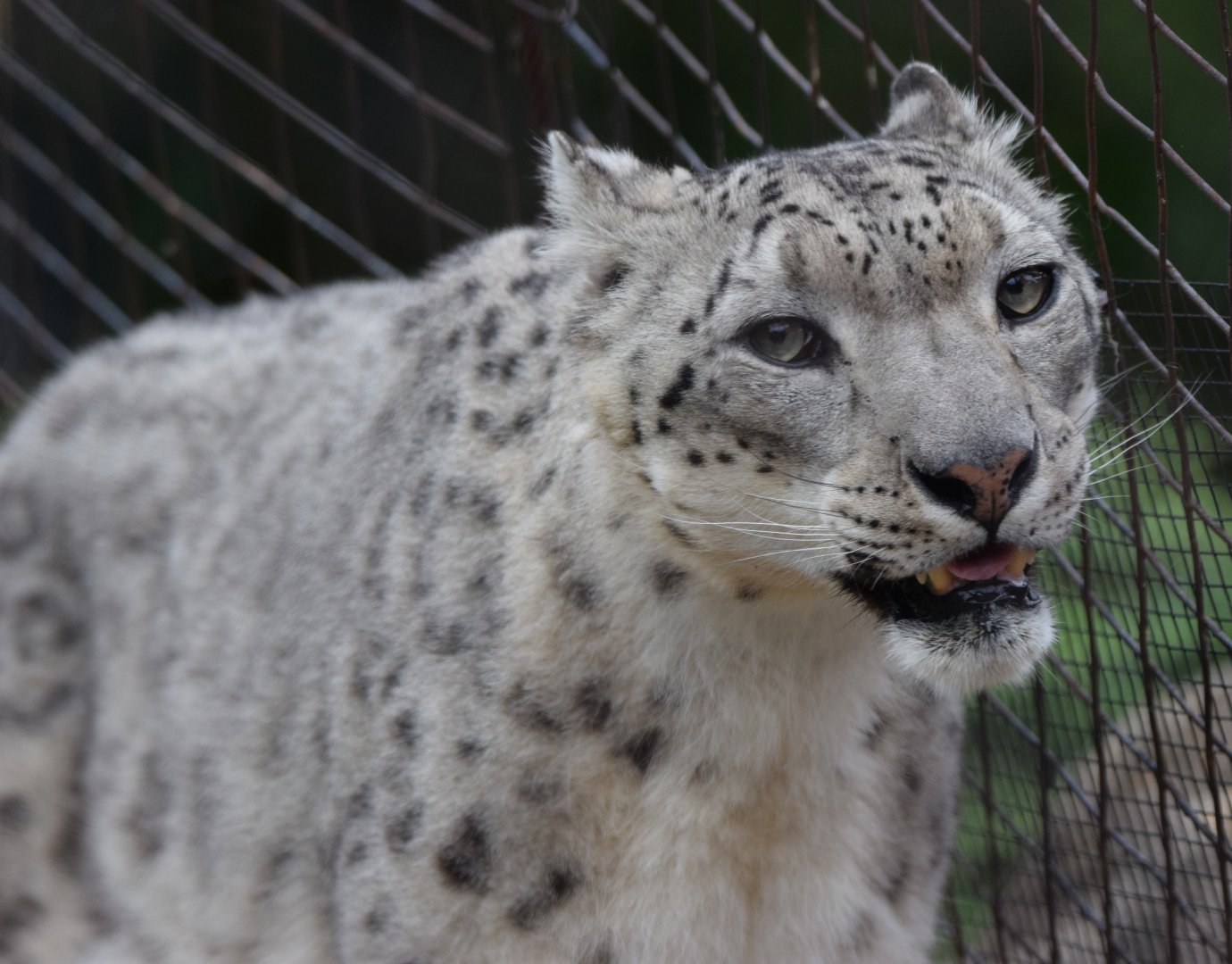 Big Cat Country- snow leopard (Panthera uncia) walking