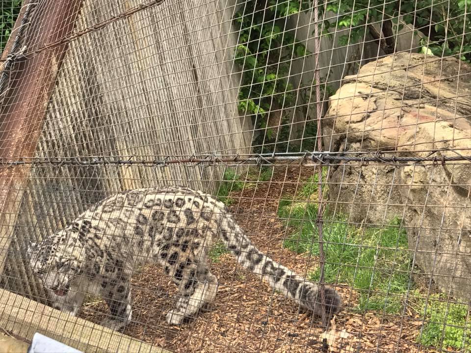 Big Cat Country- Snow Leopard