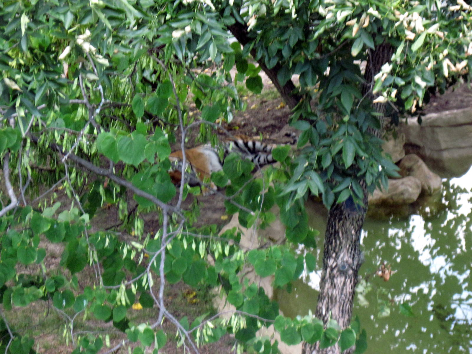 Big Cat Country-Tiger