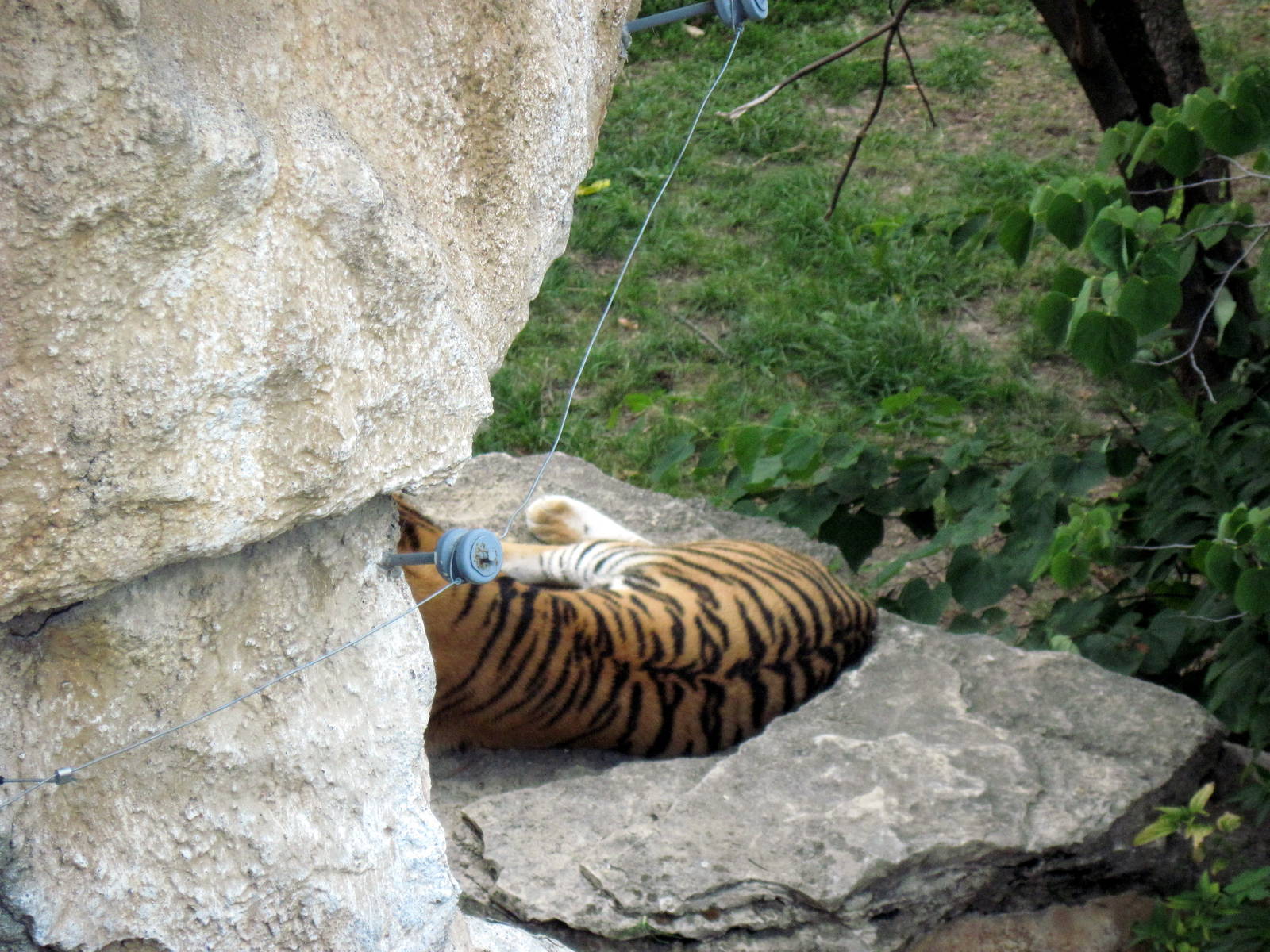 Big Cat Country-Tiger