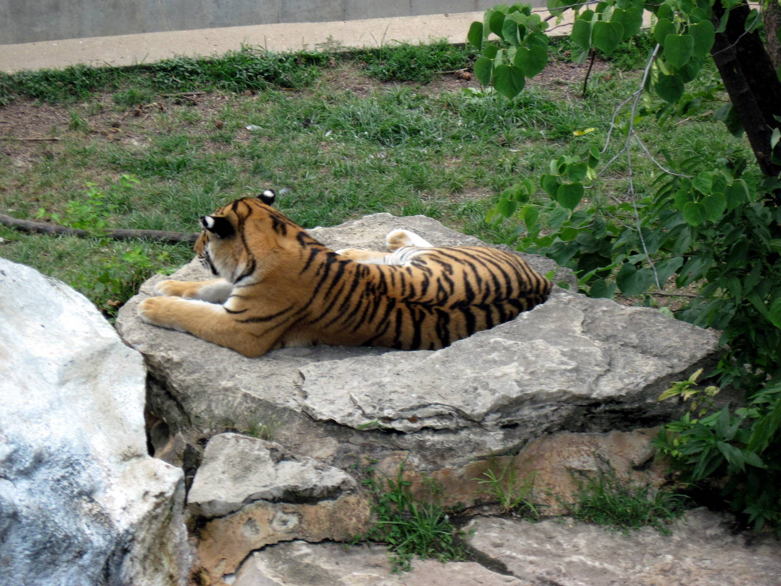 Big Cat Country-Tiger