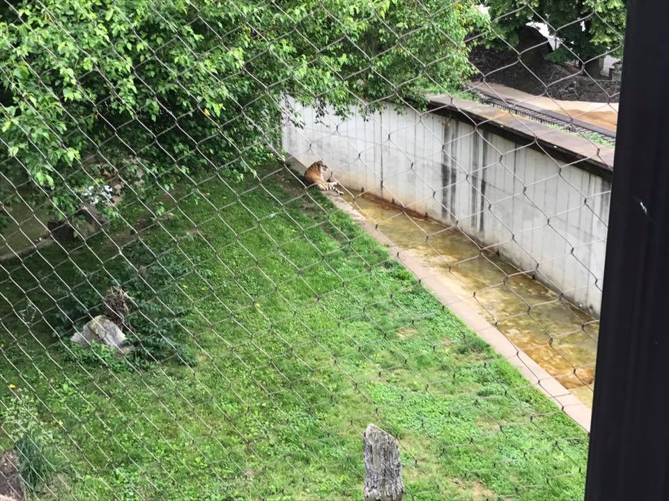 Big Cat Country- Tiger