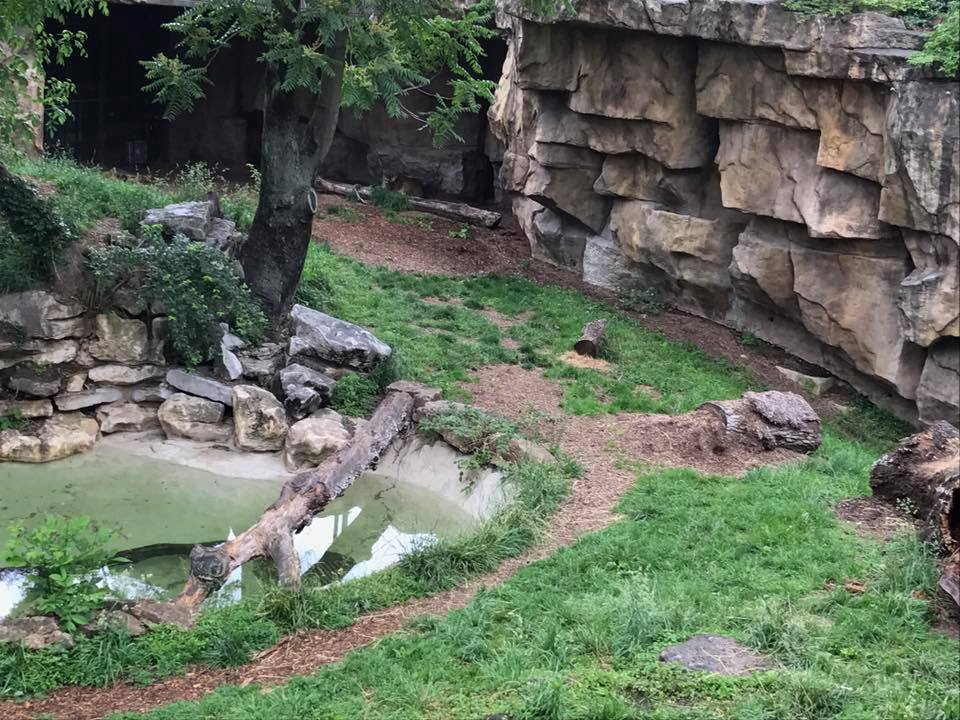 Big Cat Country- Tiger