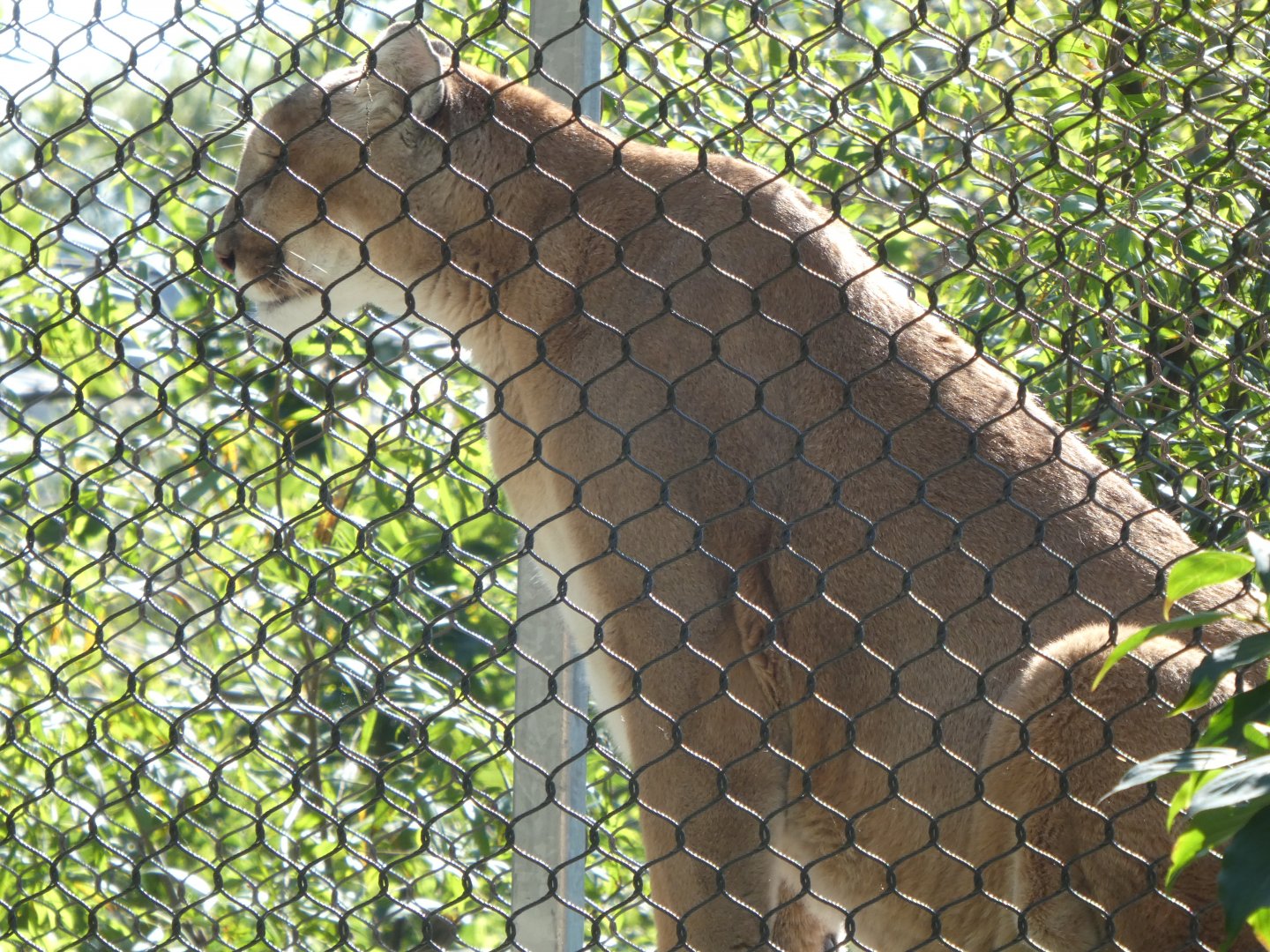 Big Cat Crossing - Cougar