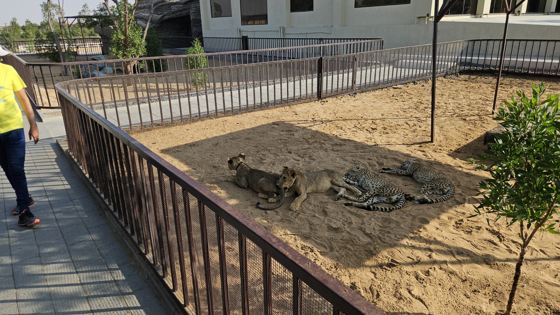 Big cat cubs, The Zoo Wild Life Park Umm Al Quwain