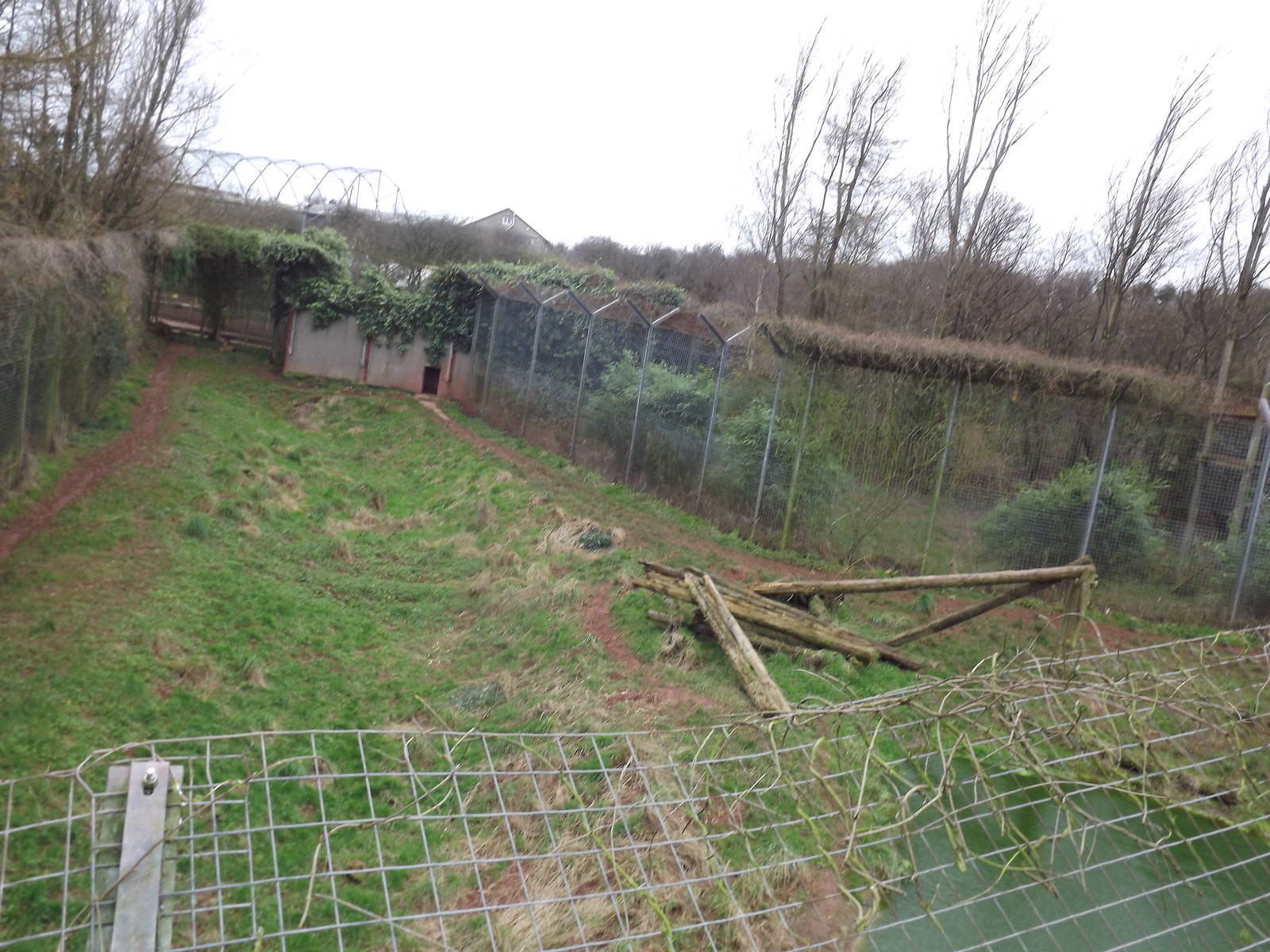 Big cat enclosures at South Lakes WAP 26/11/11