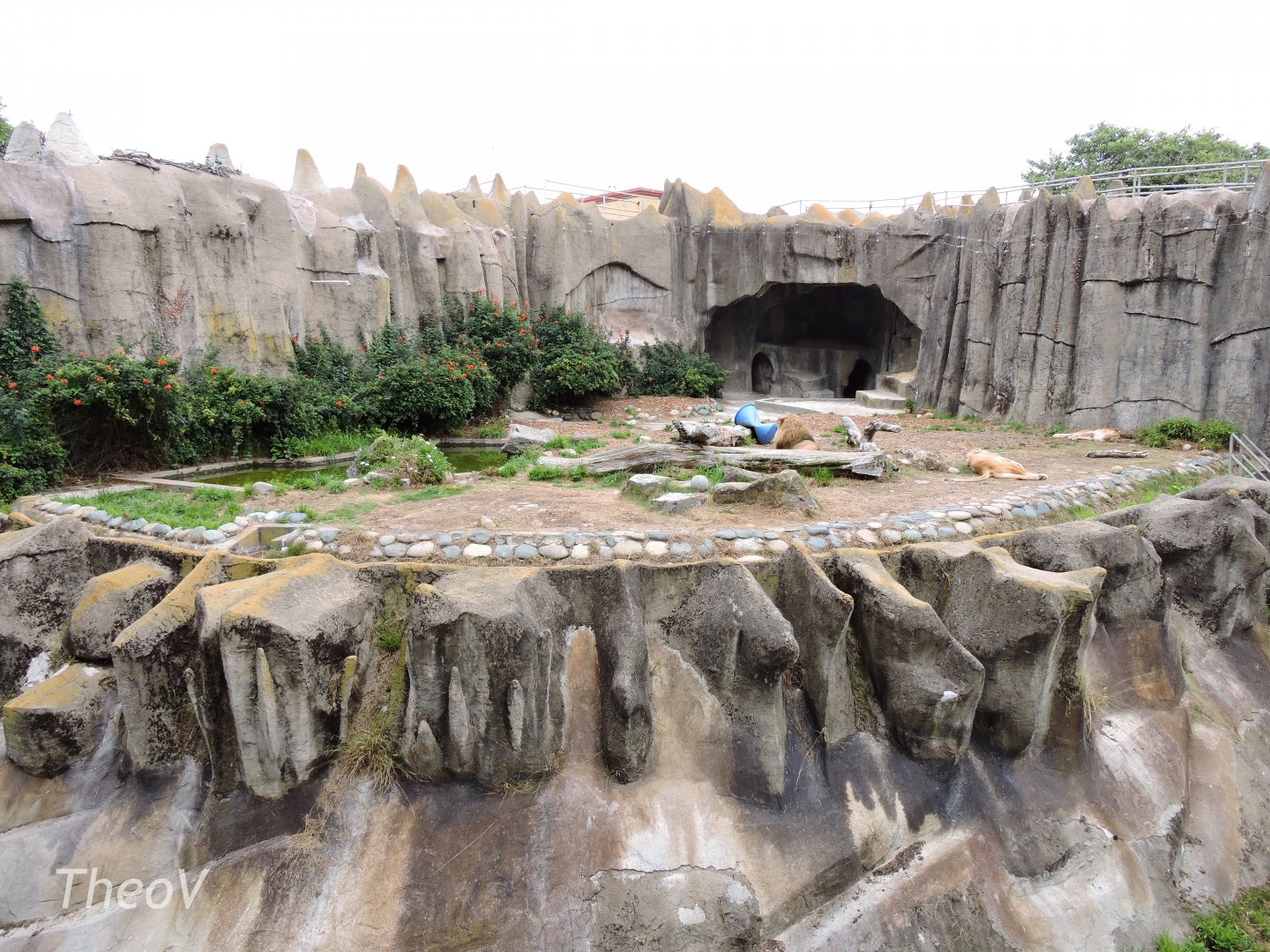 Big cat exhibit [2015]