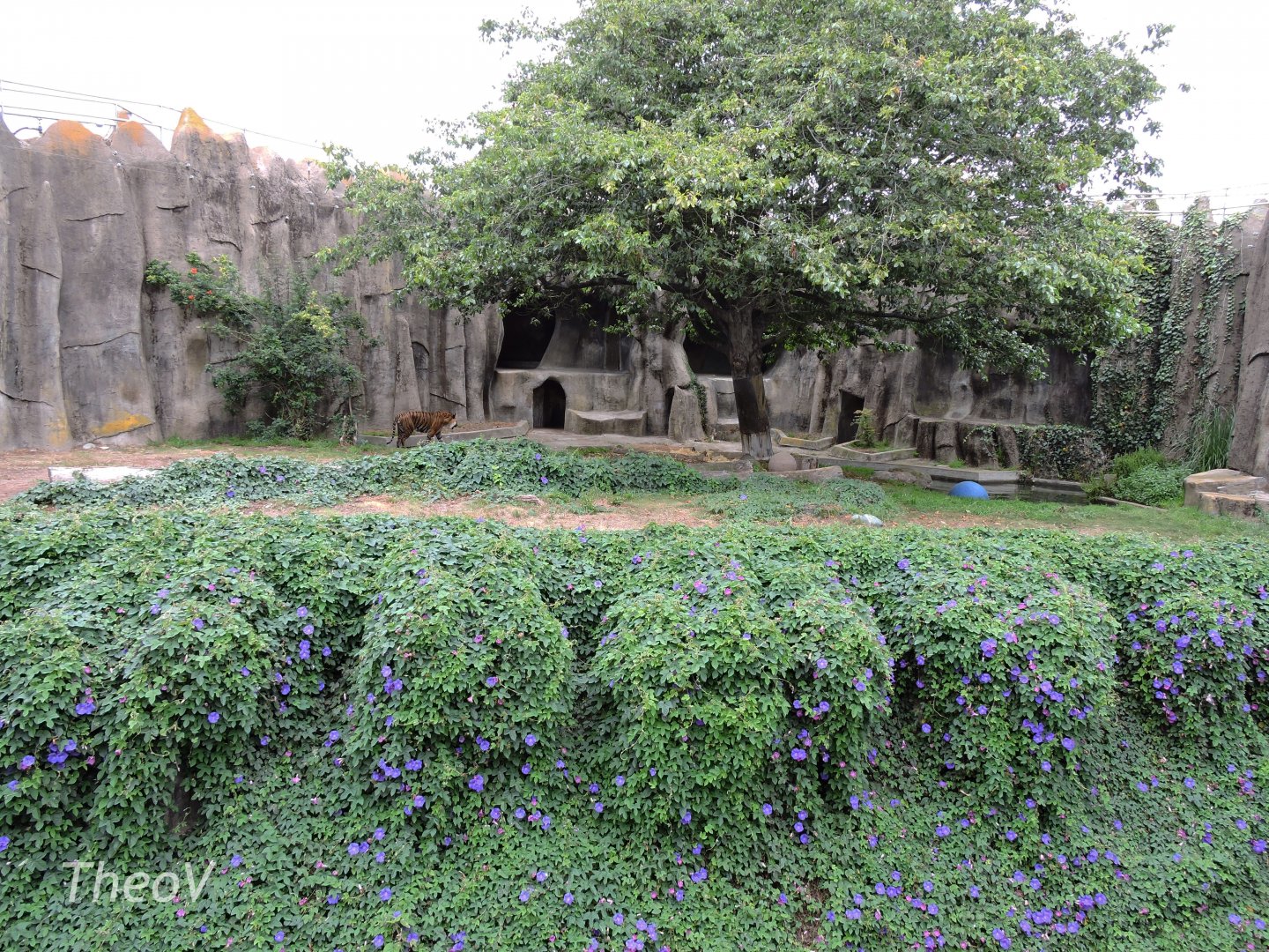 Big cat exhibit [2015]