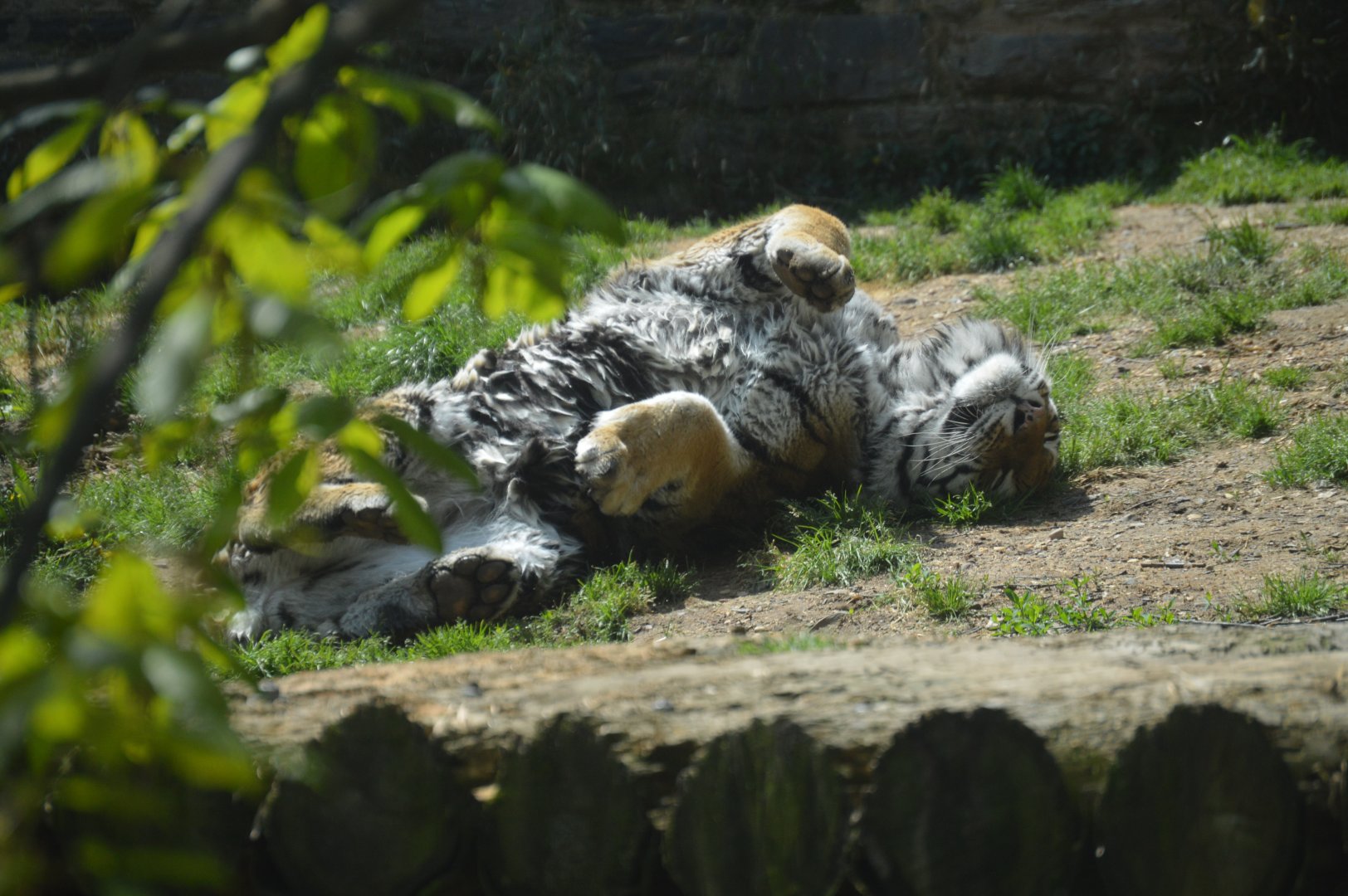 Big Cat Falls - Amur Tiger (Panthera tigris altaica)