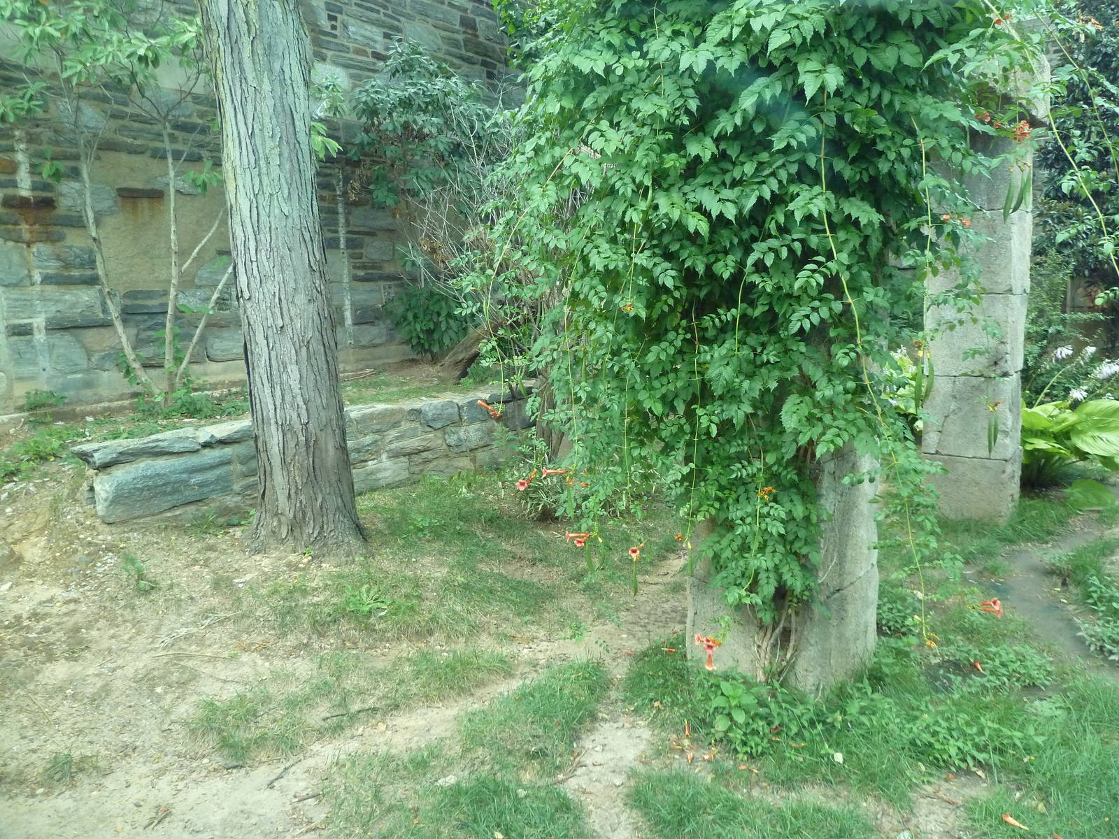 Big Cat Falls - Jaguar Exhibit