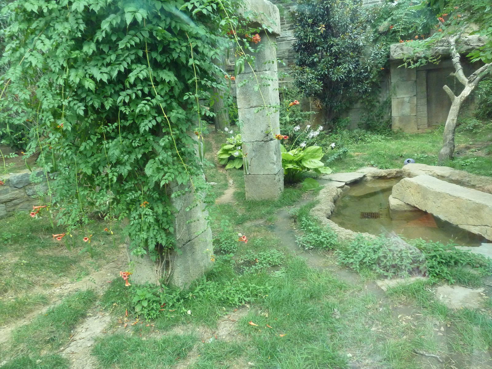 Big Cat Falls - Jaguar Exhibit