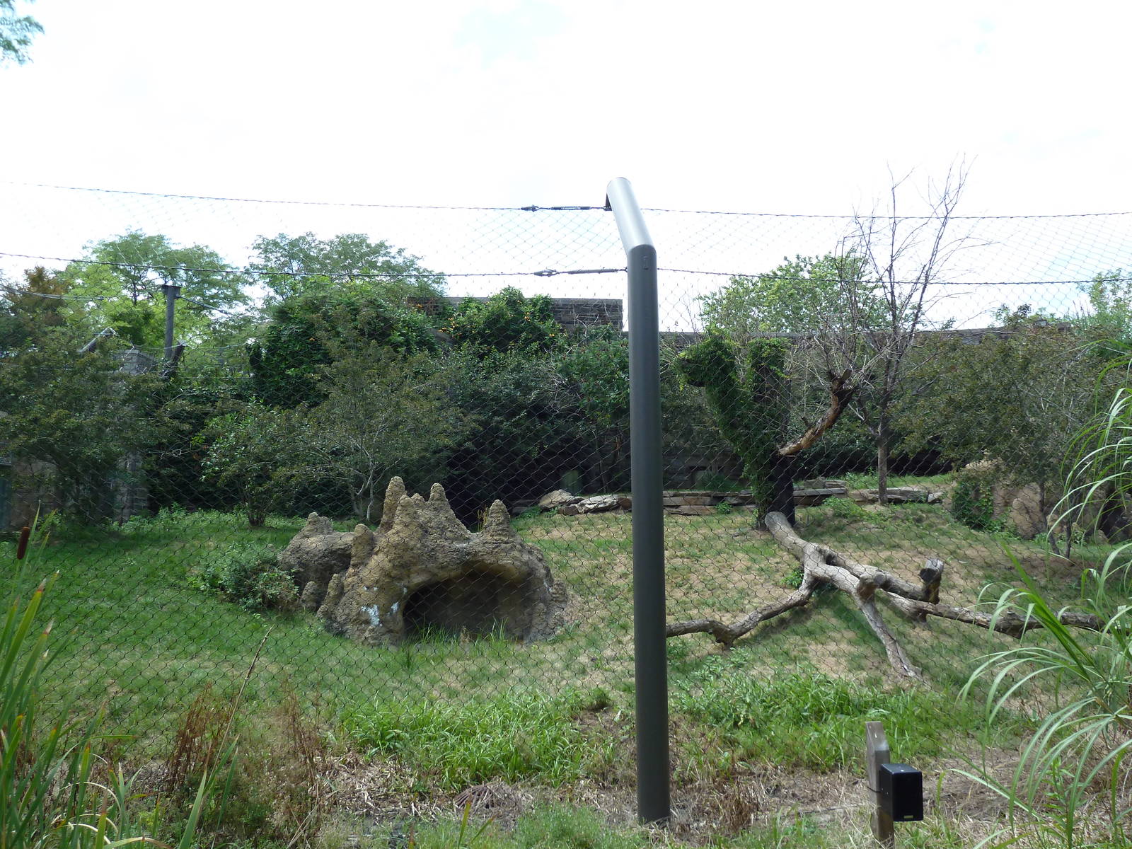 Big Cat Falls - Lion Exhibit