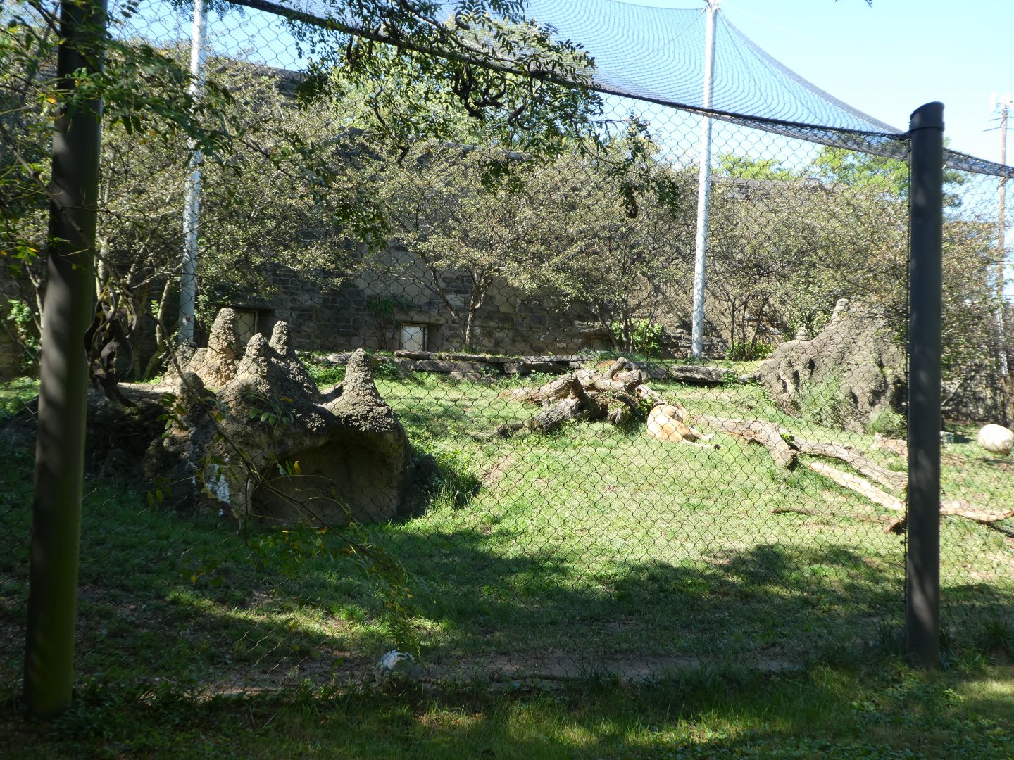 Big Cat Falls - Lion Exhibit