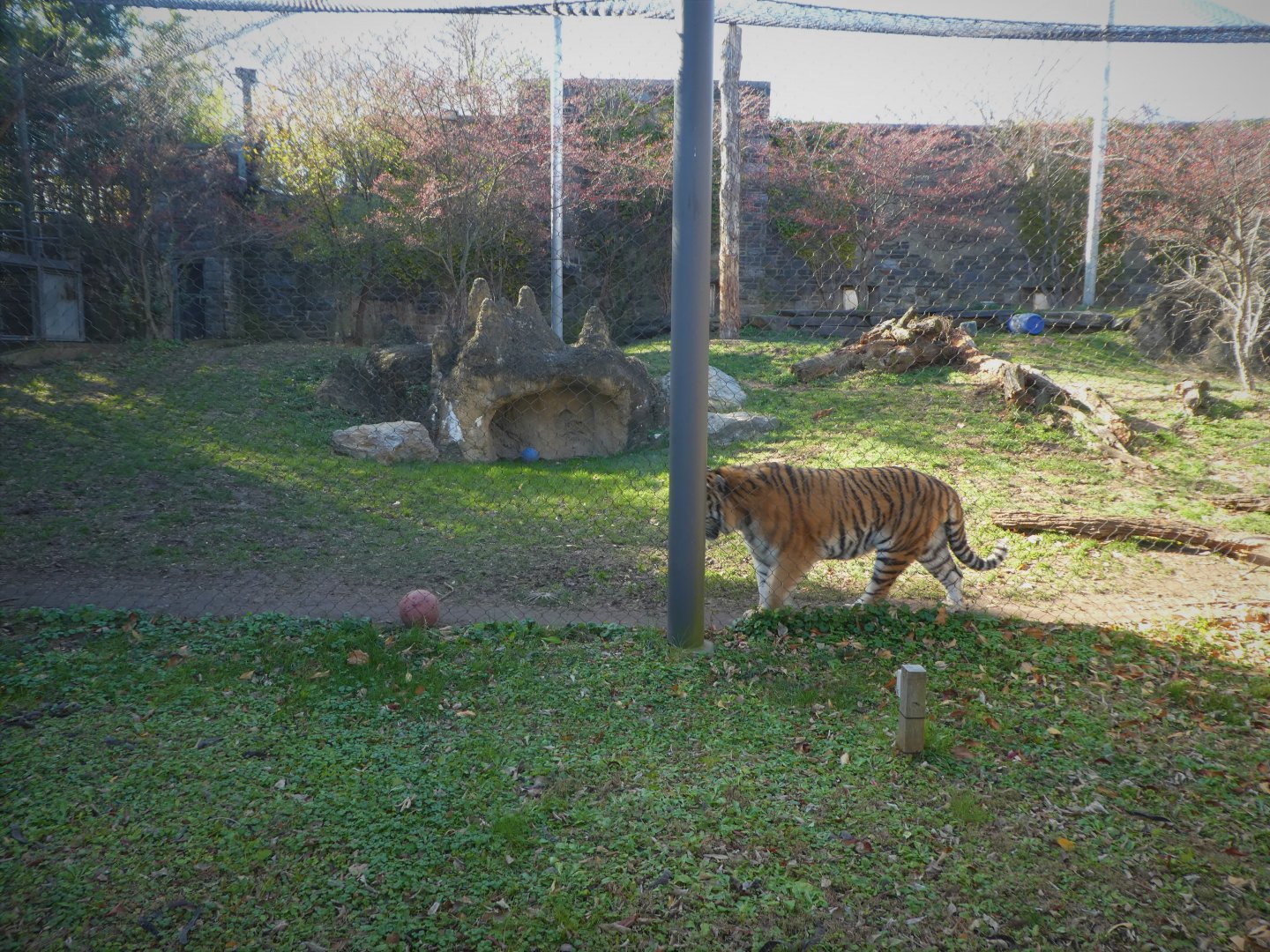 Big Cat Falls - Lion Exhibit