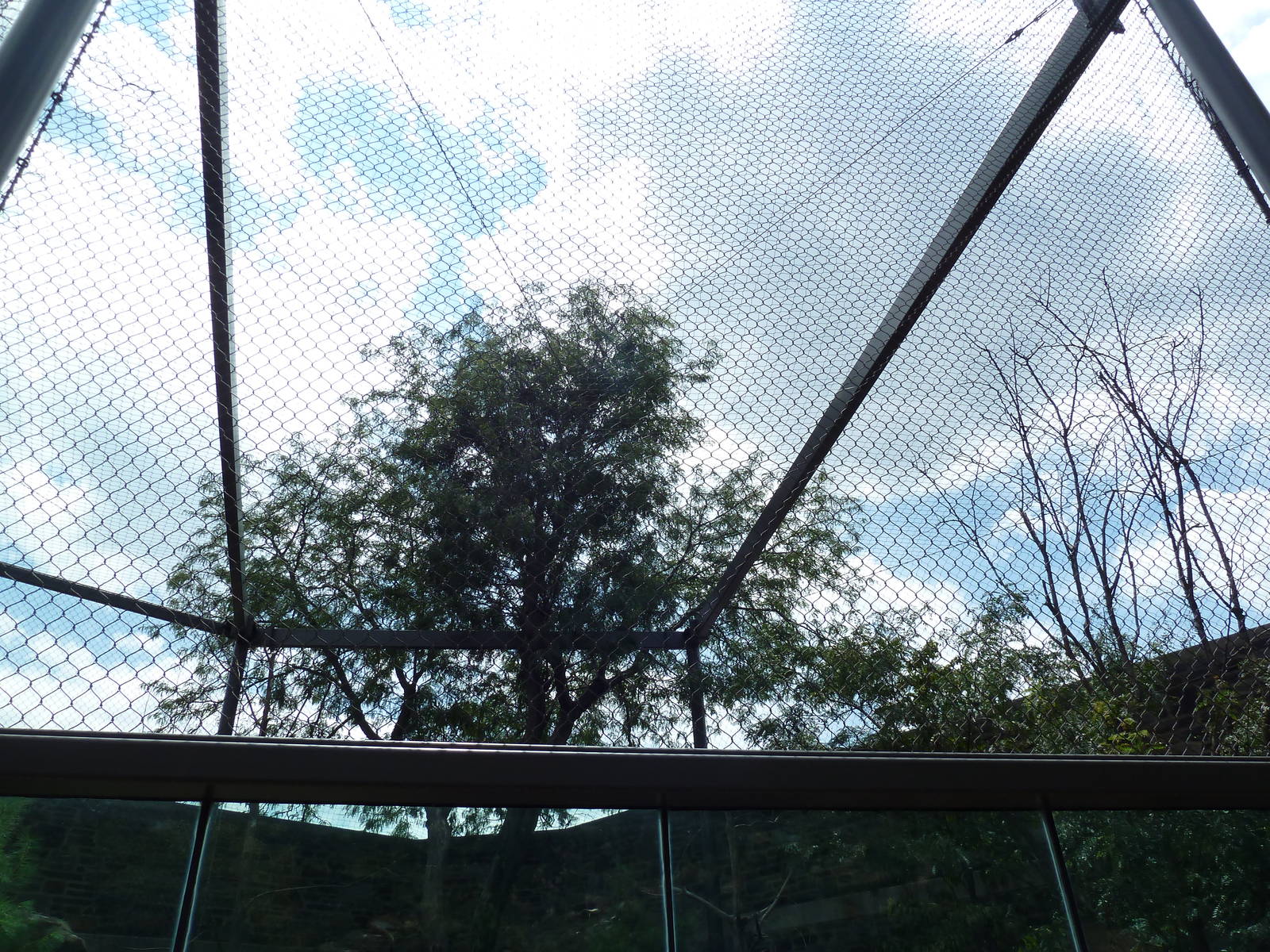 Big Cat Falls - Puma Exhibit