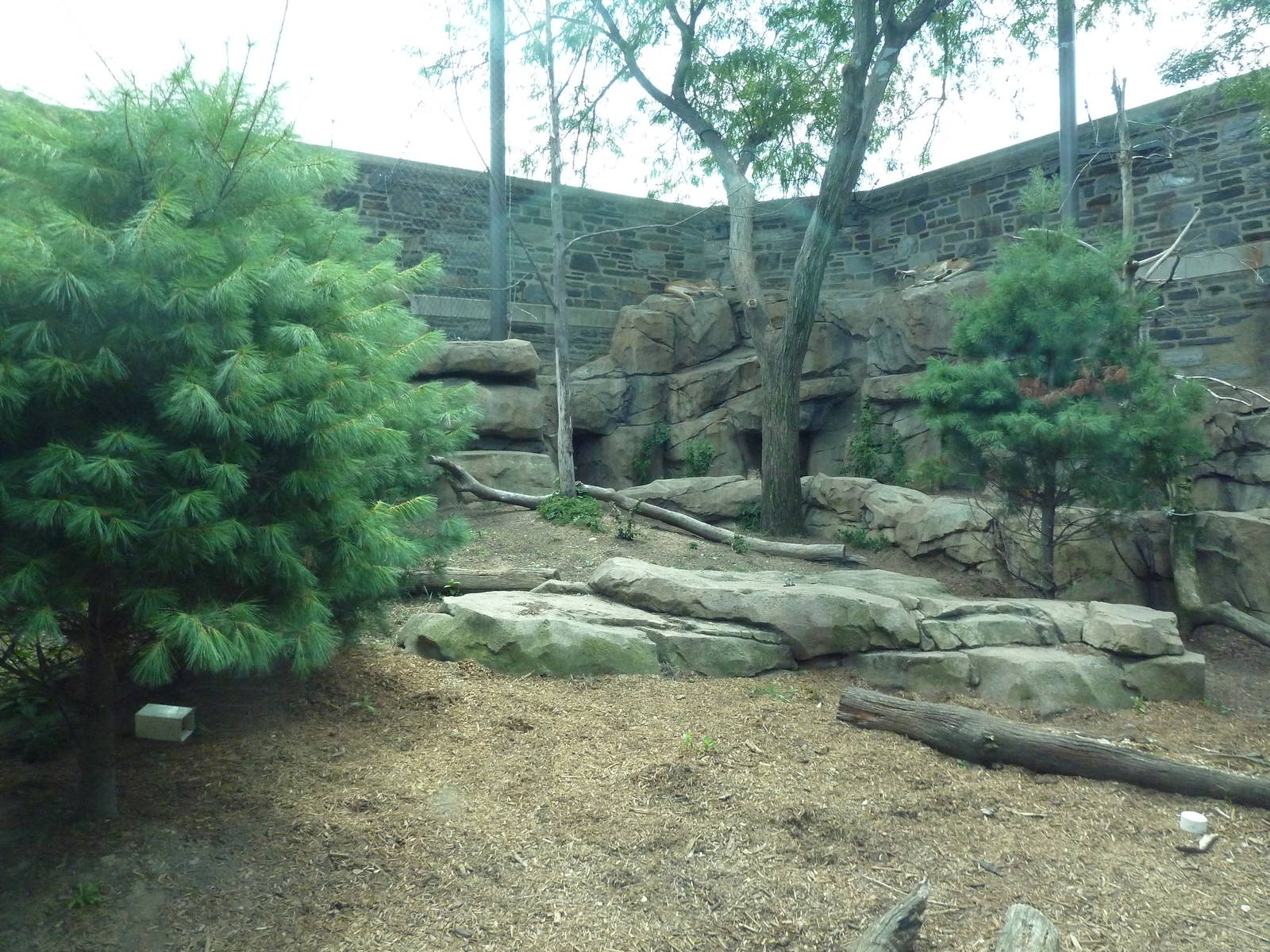 Big Cat Falls - Puma Exhibit