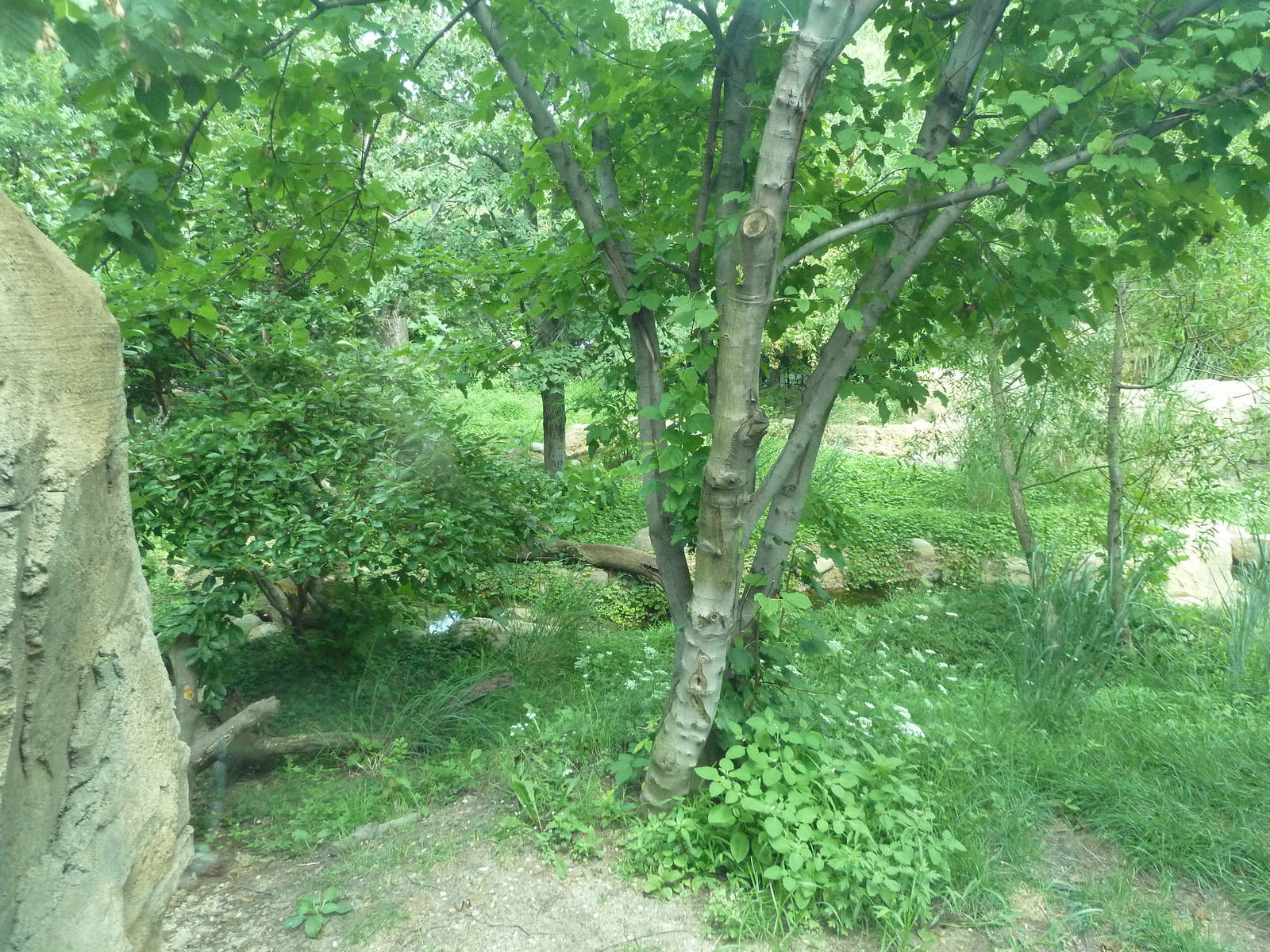 Big Cat Falls - Rotation Enclosure - Amur Leopard + Snow Leopard Exhibit