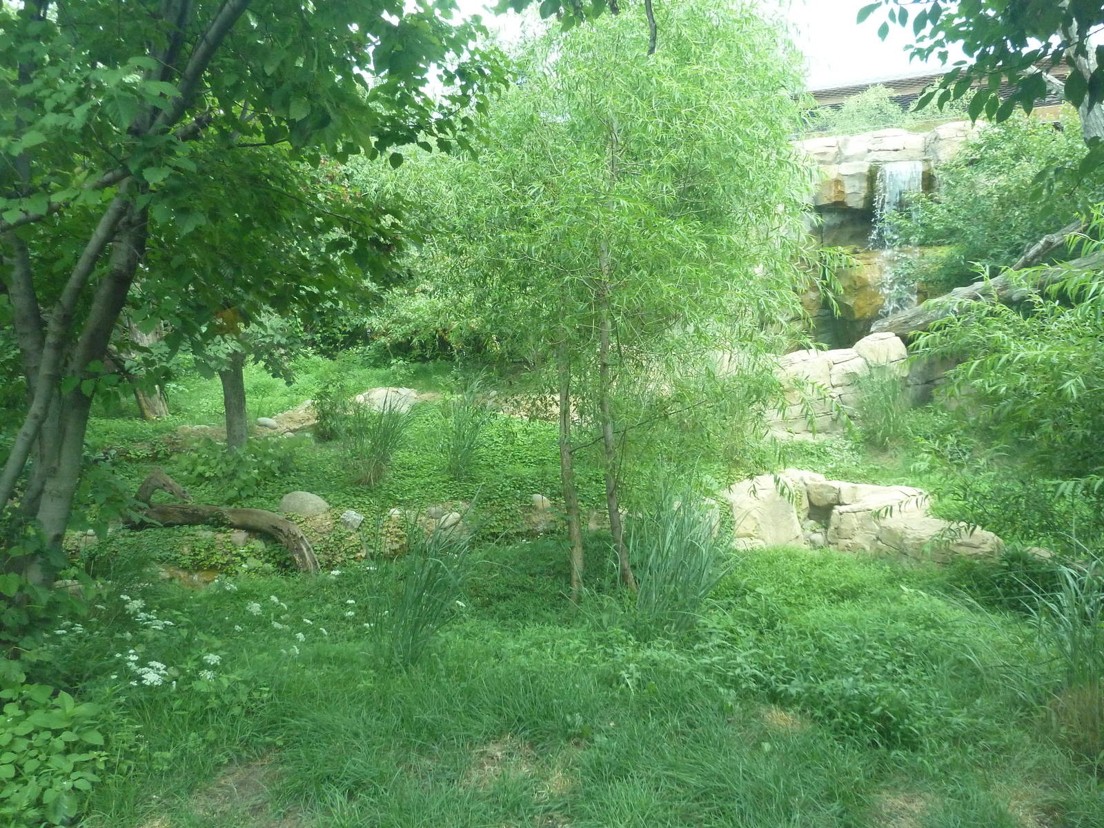 Big Cat Falls - Rotation Enclosure - Amur Leopard + Snow Leopard Exhibit