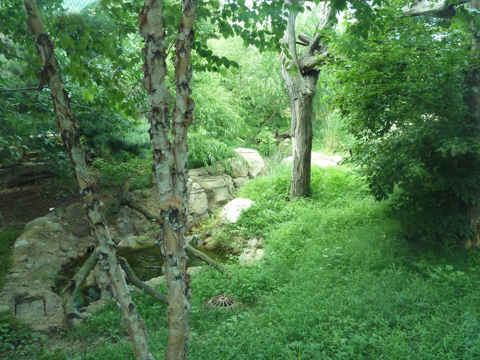 Big Cat Falls - Rotation Enclosure - Amur Leopard + Snow Leopard Exhibit